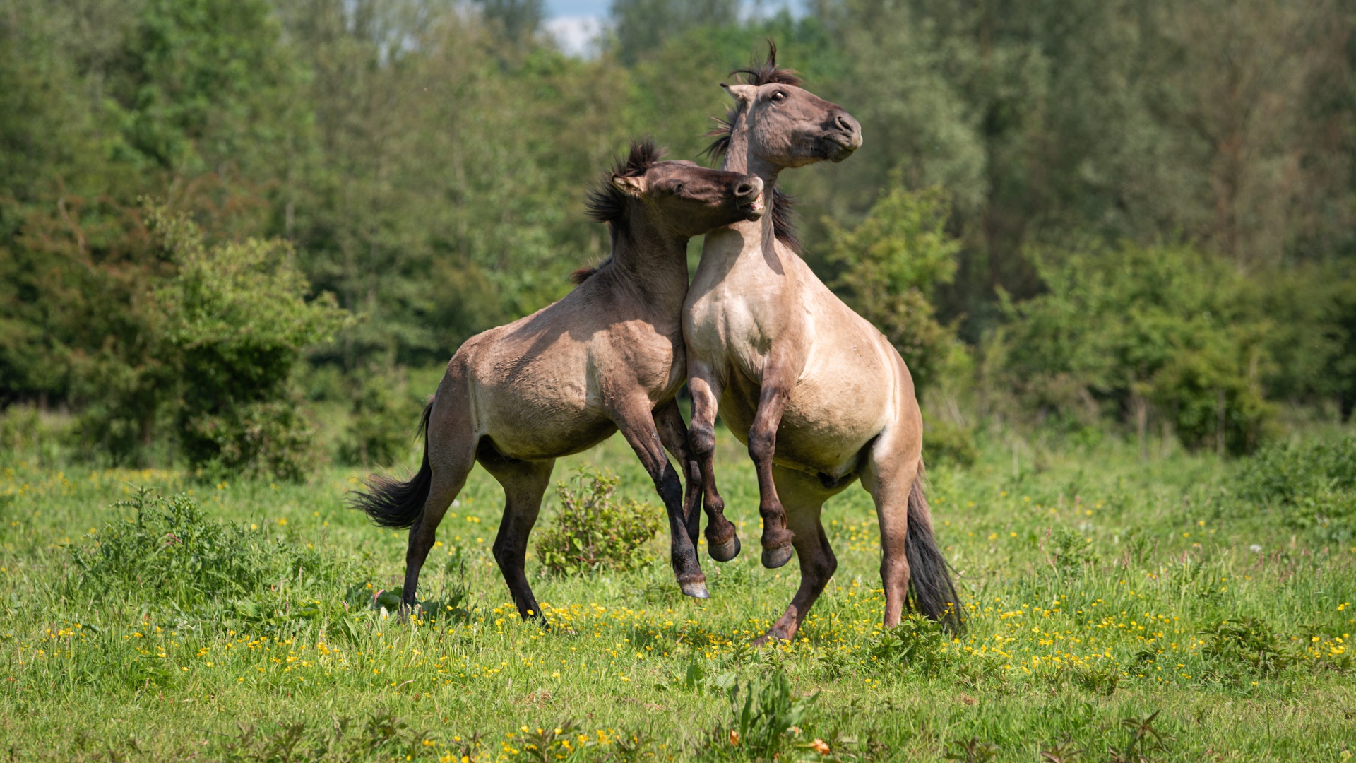 Две лошади играют на зеленой траве