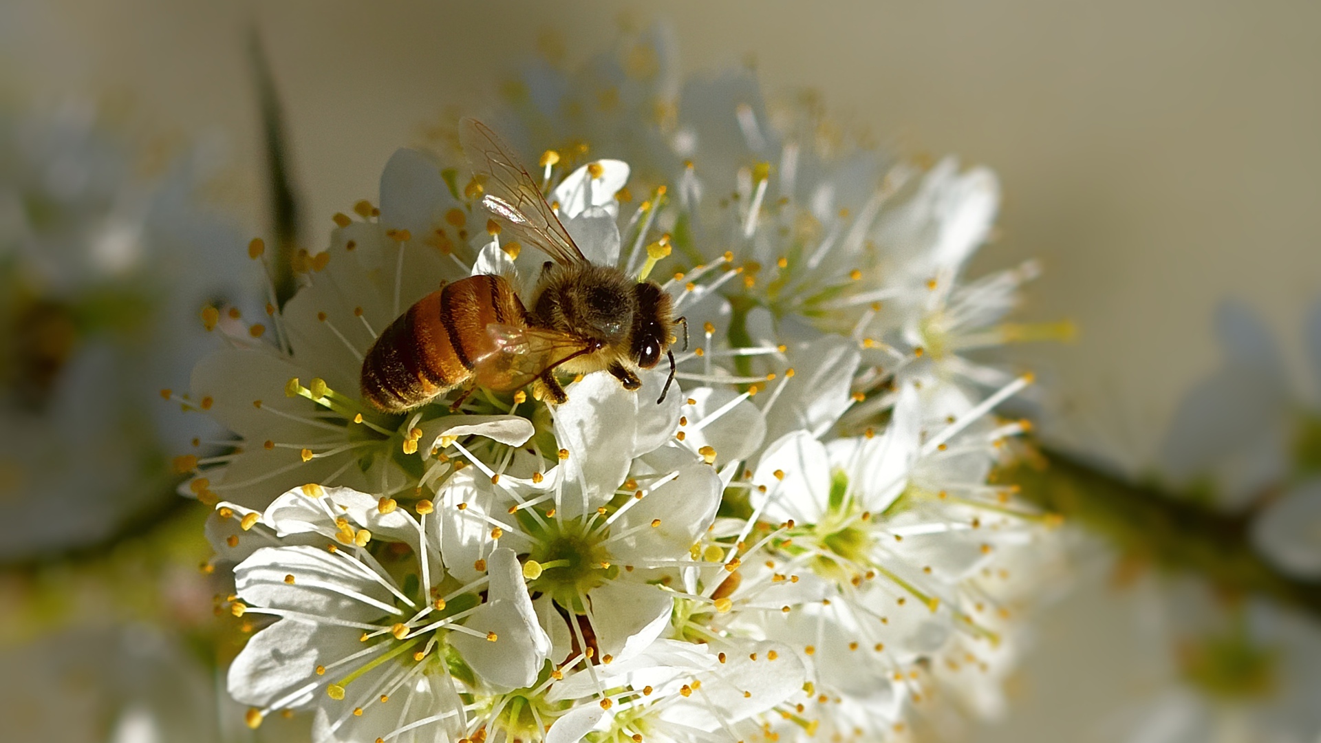 Пчела сидит на цветущей ветке вишни весной