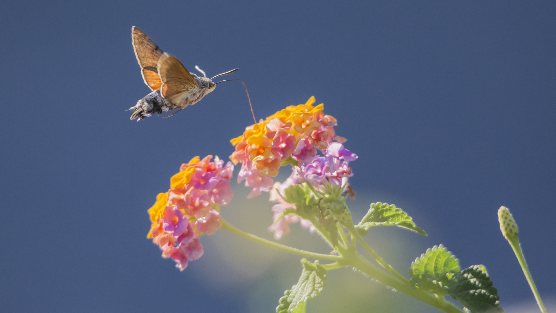 Насекомое бражник летает над цветком на голубом фоне 