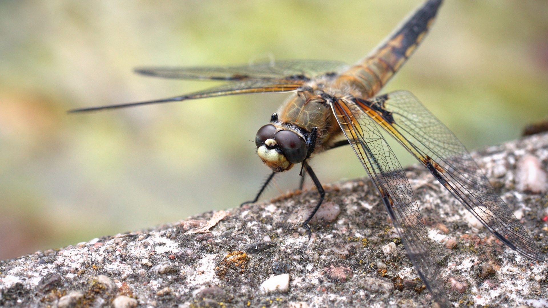 Большая стрекоза сидит на бетонной плите 
