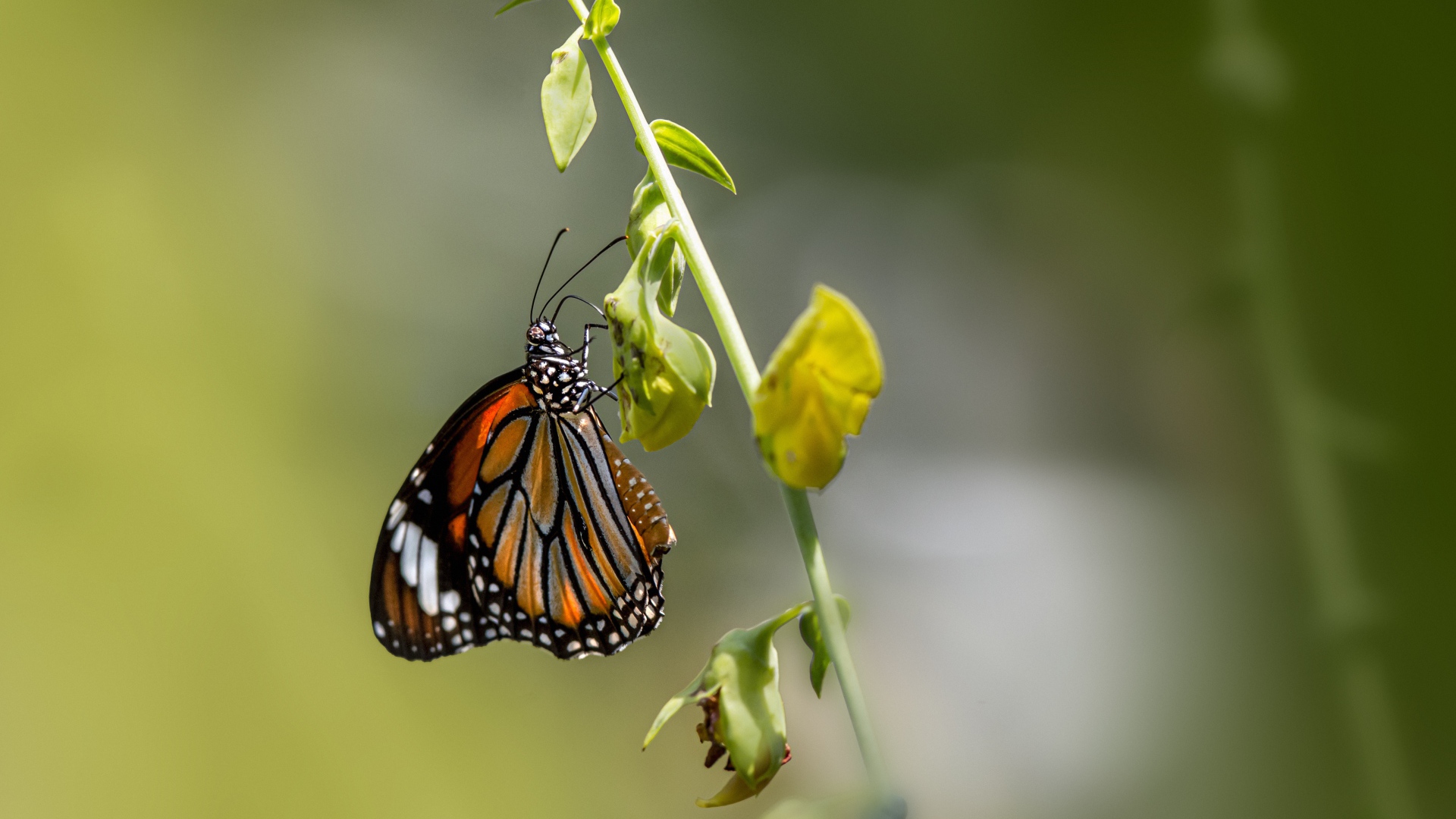 Красивая бабочка сидит на зеленой траве 