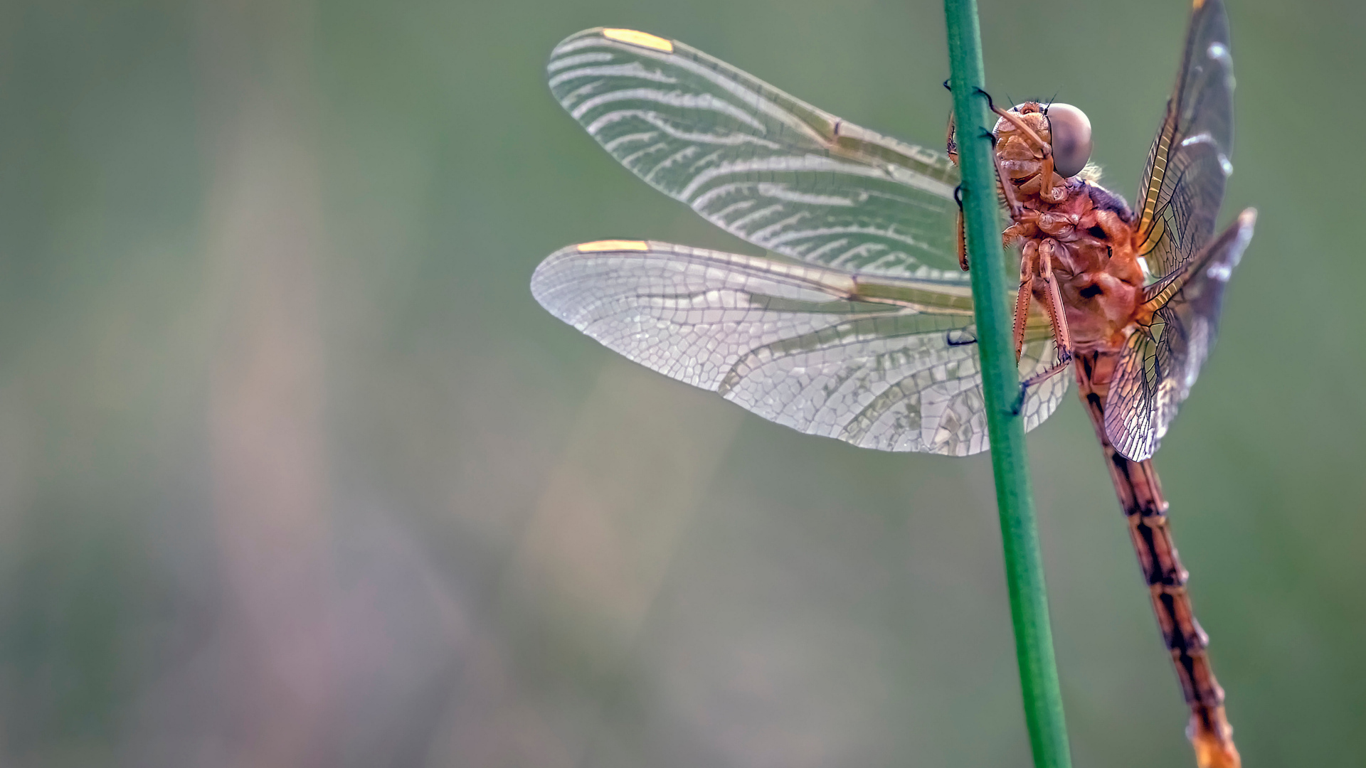 Красивая стрекоза сидит на зеленой траве 