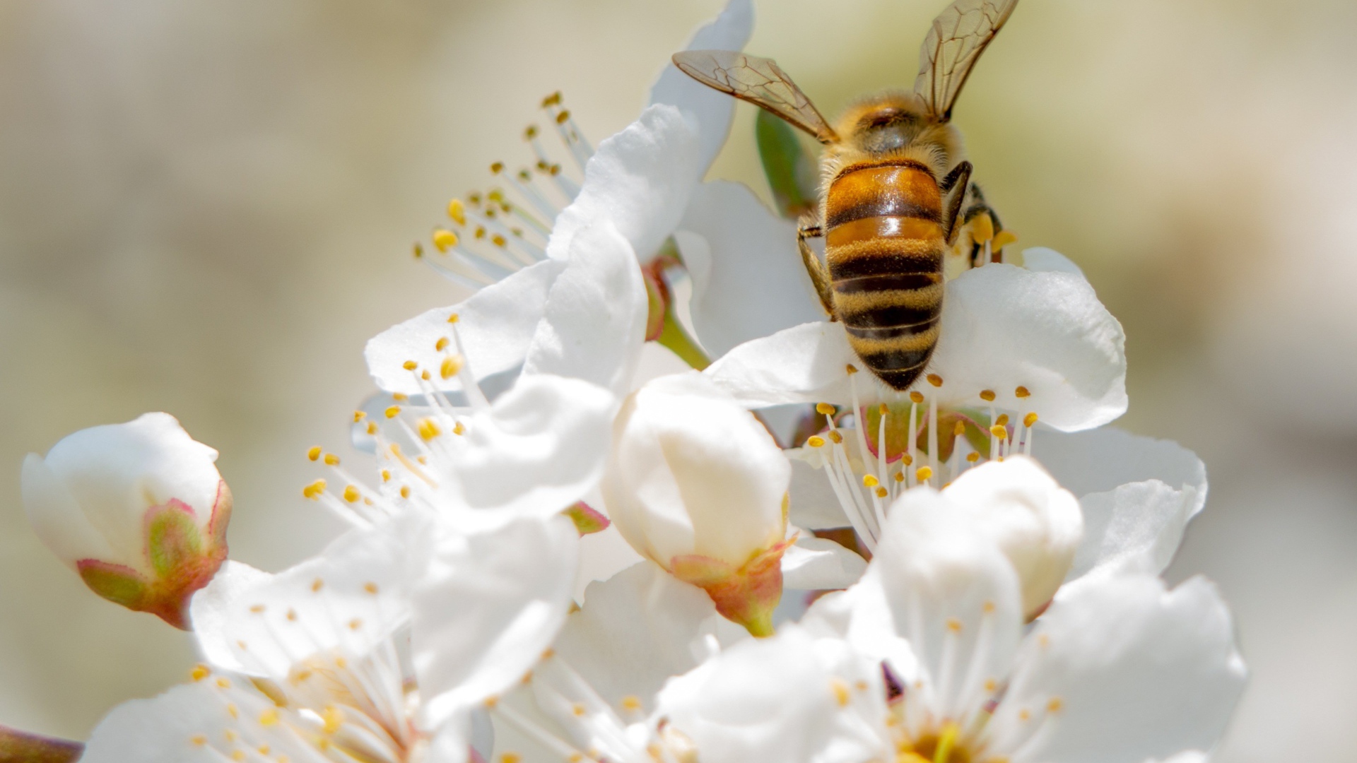 Пчела собирает нектар на цветах вишни 