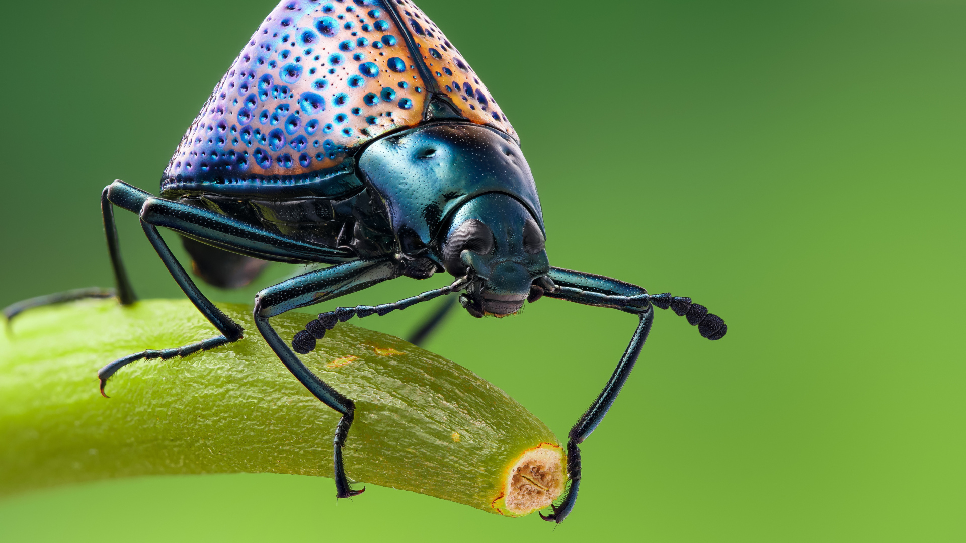 Большой жук сидит на ветке крупным планом