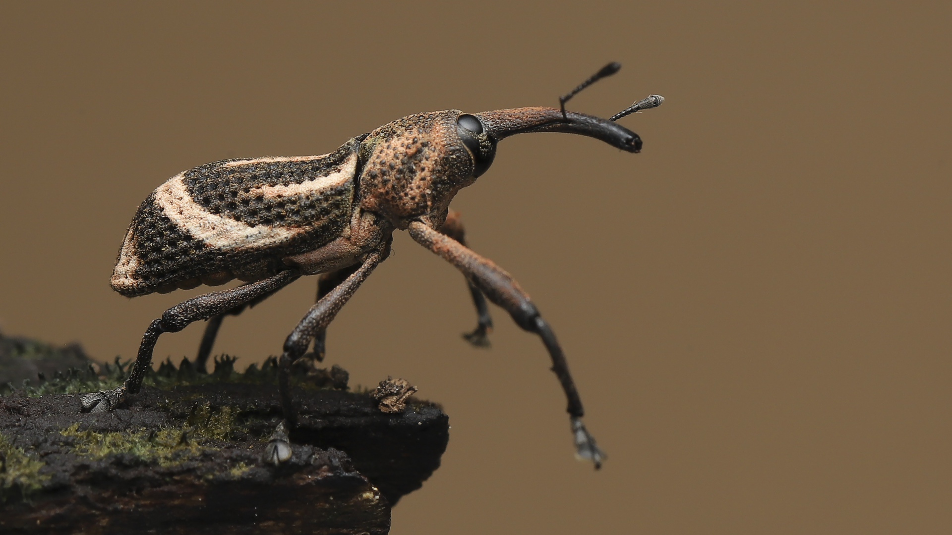 Большой жук долгоносик крупным планом