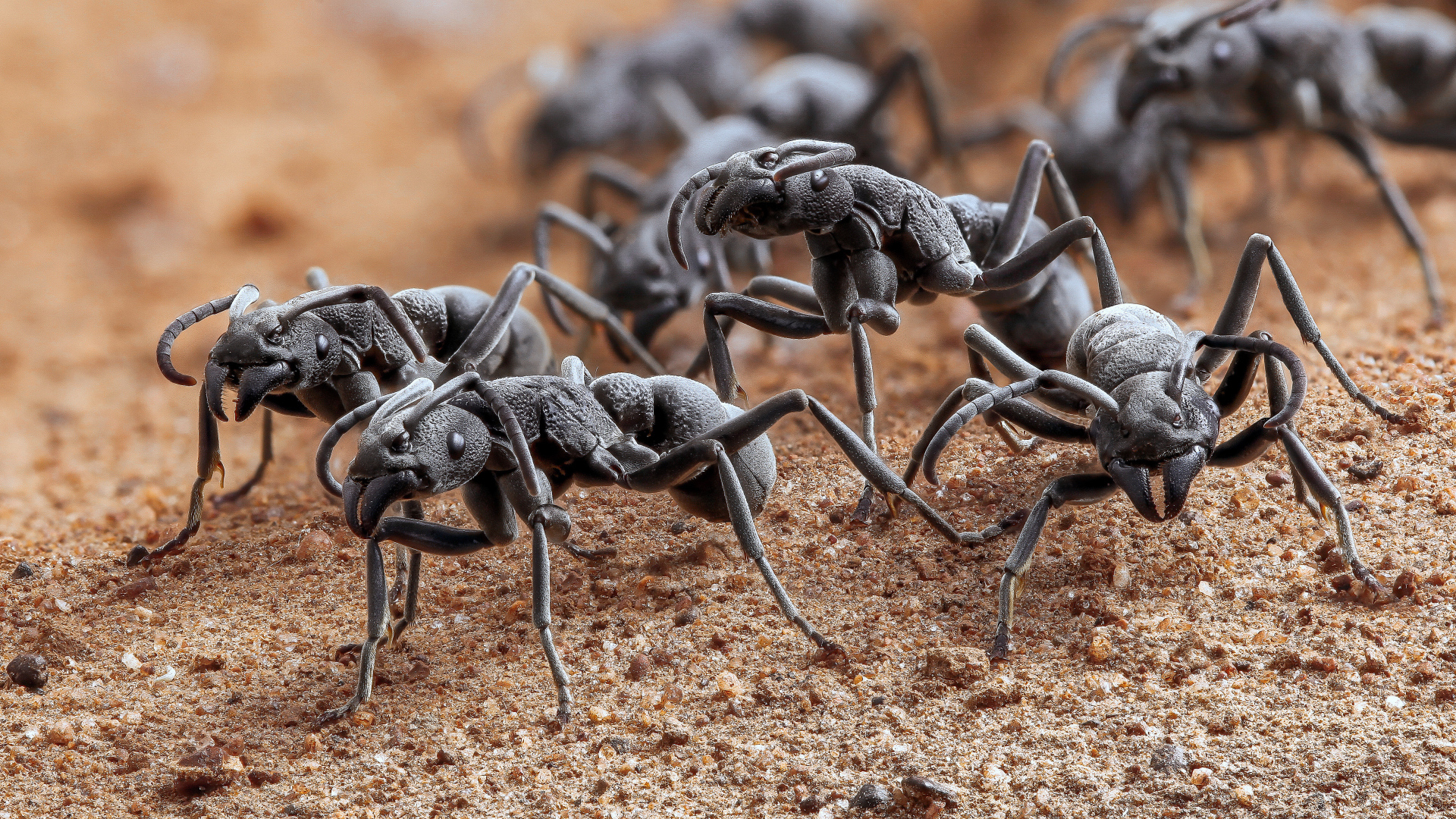 Большие черные муравьи крупным планом