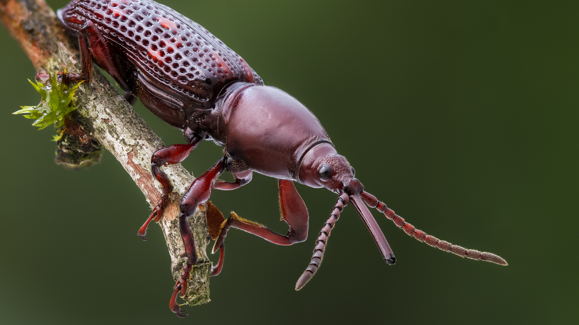 Большой коричневый жук сидит на ветке 
