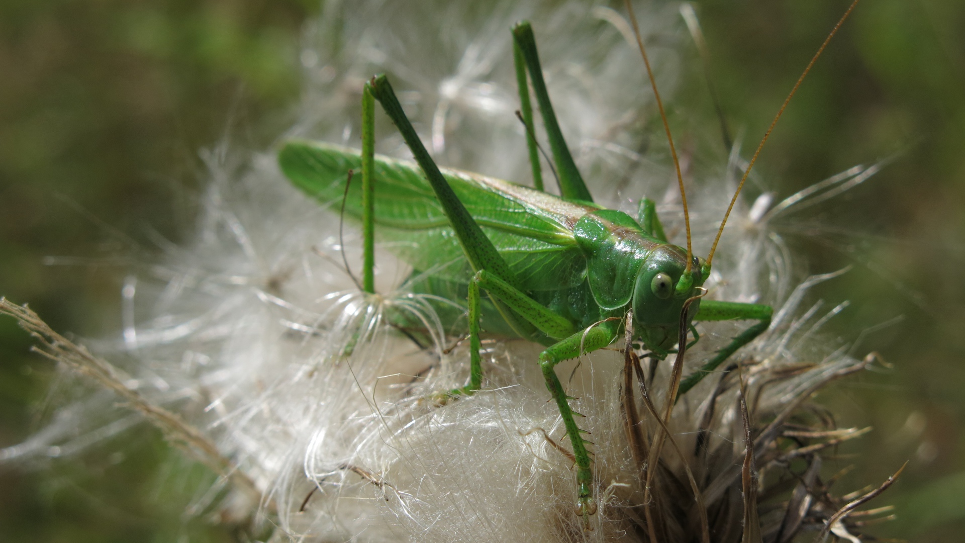 Big green grasshopper sitting on a flower