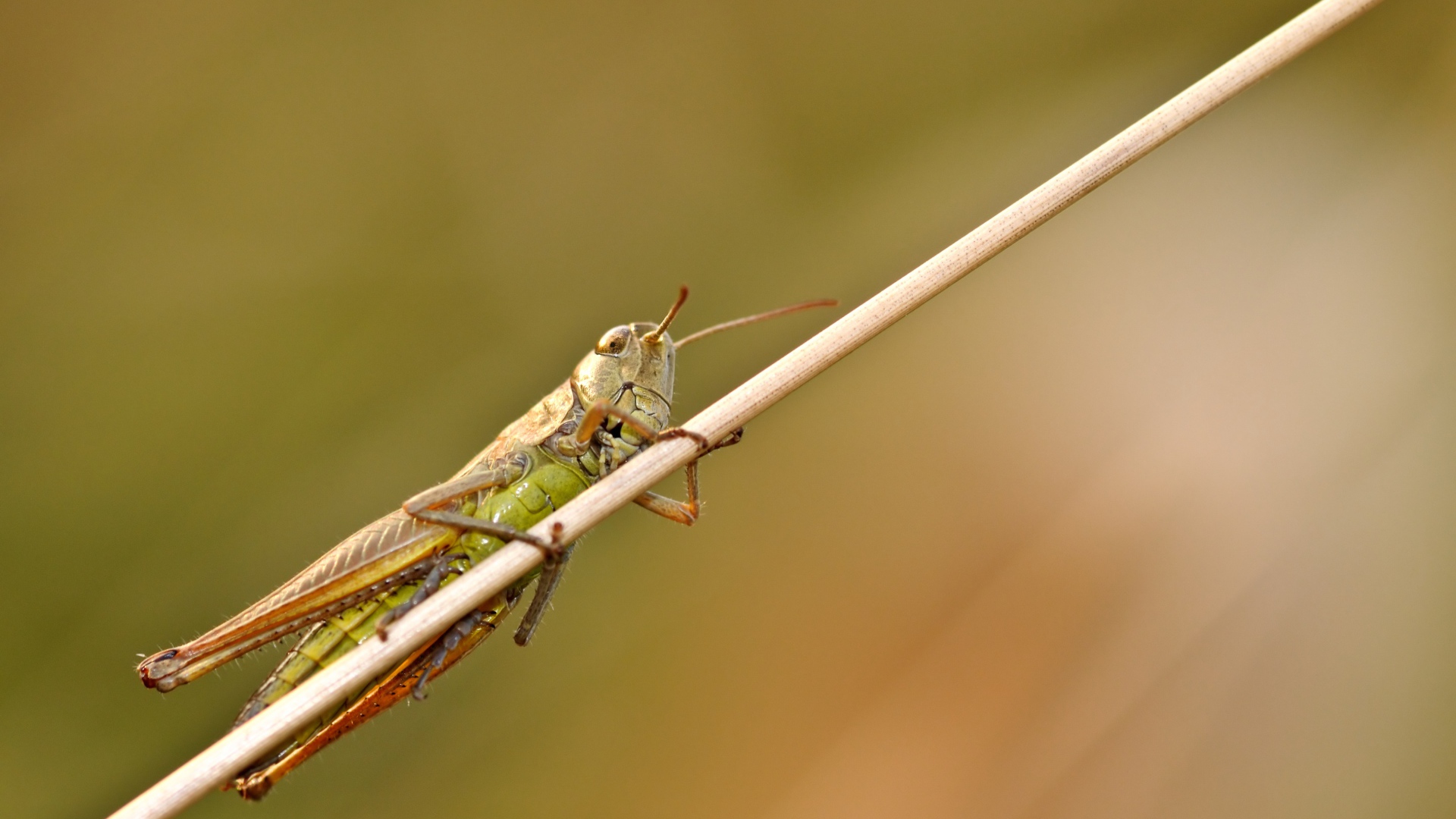 Большой зеленый кузнечик сидит на траве