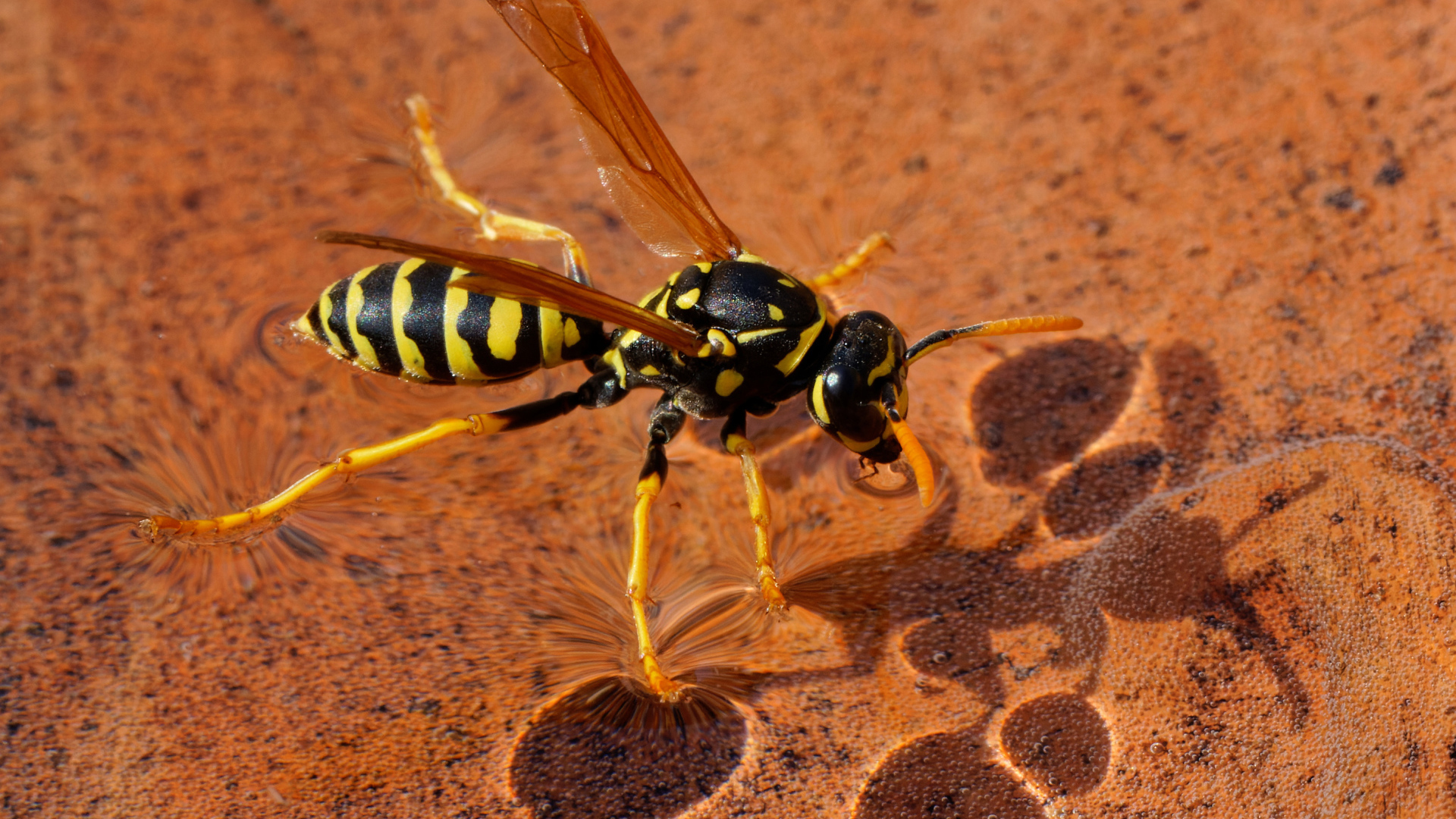 Большая желтая оса сидит на воде 
