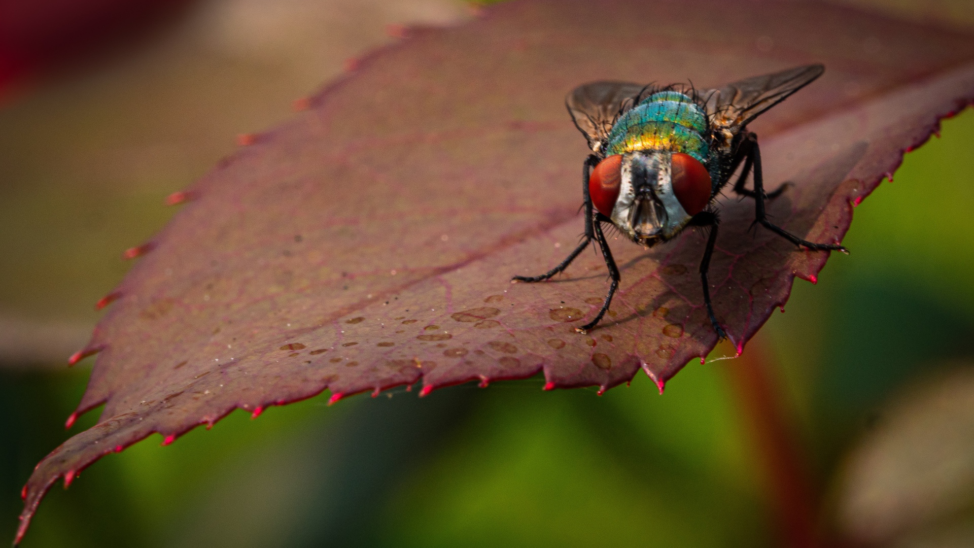 Голубая муха сидит на красном листе 