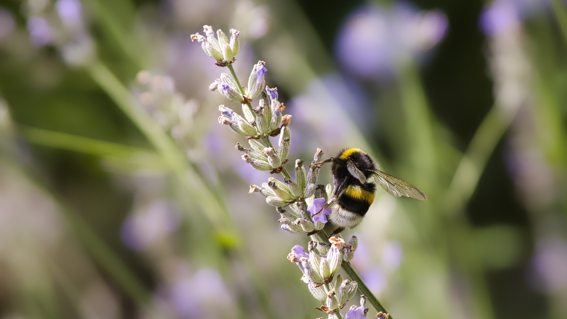 Шмель сидит на ветке лаванды