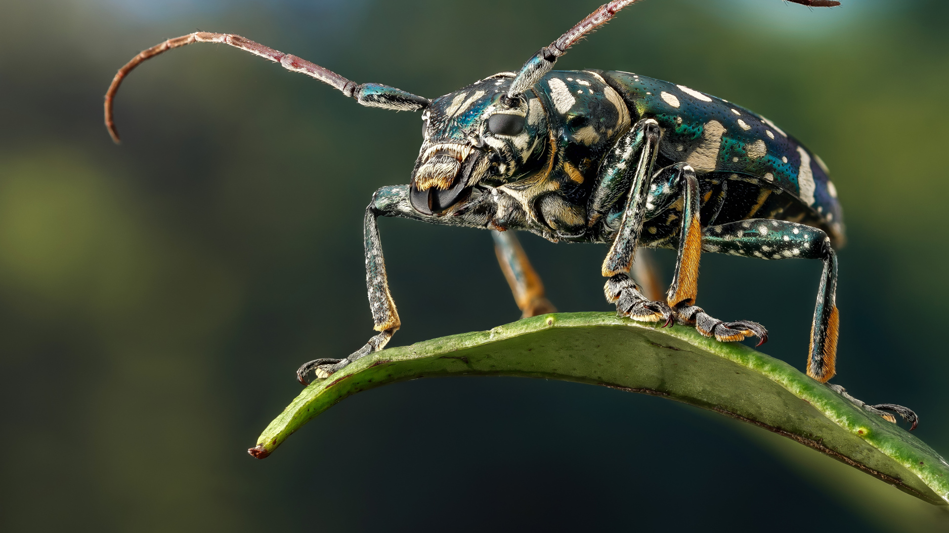 Жук Фаустабрина на зеленом листе крупным планом