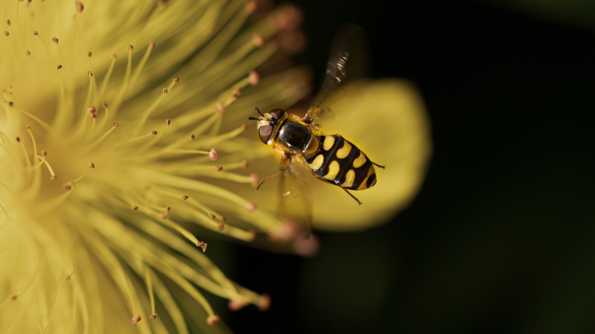 Муха журчалка у желтого цветка 