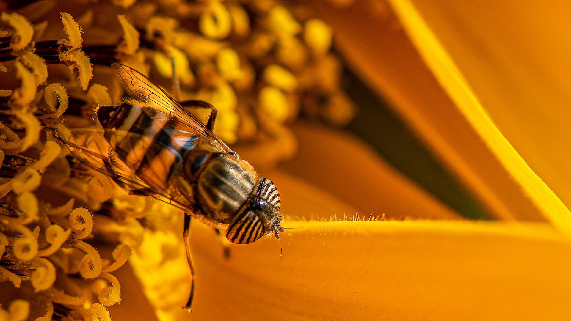 Большая цикада сидит на желтом цветке 