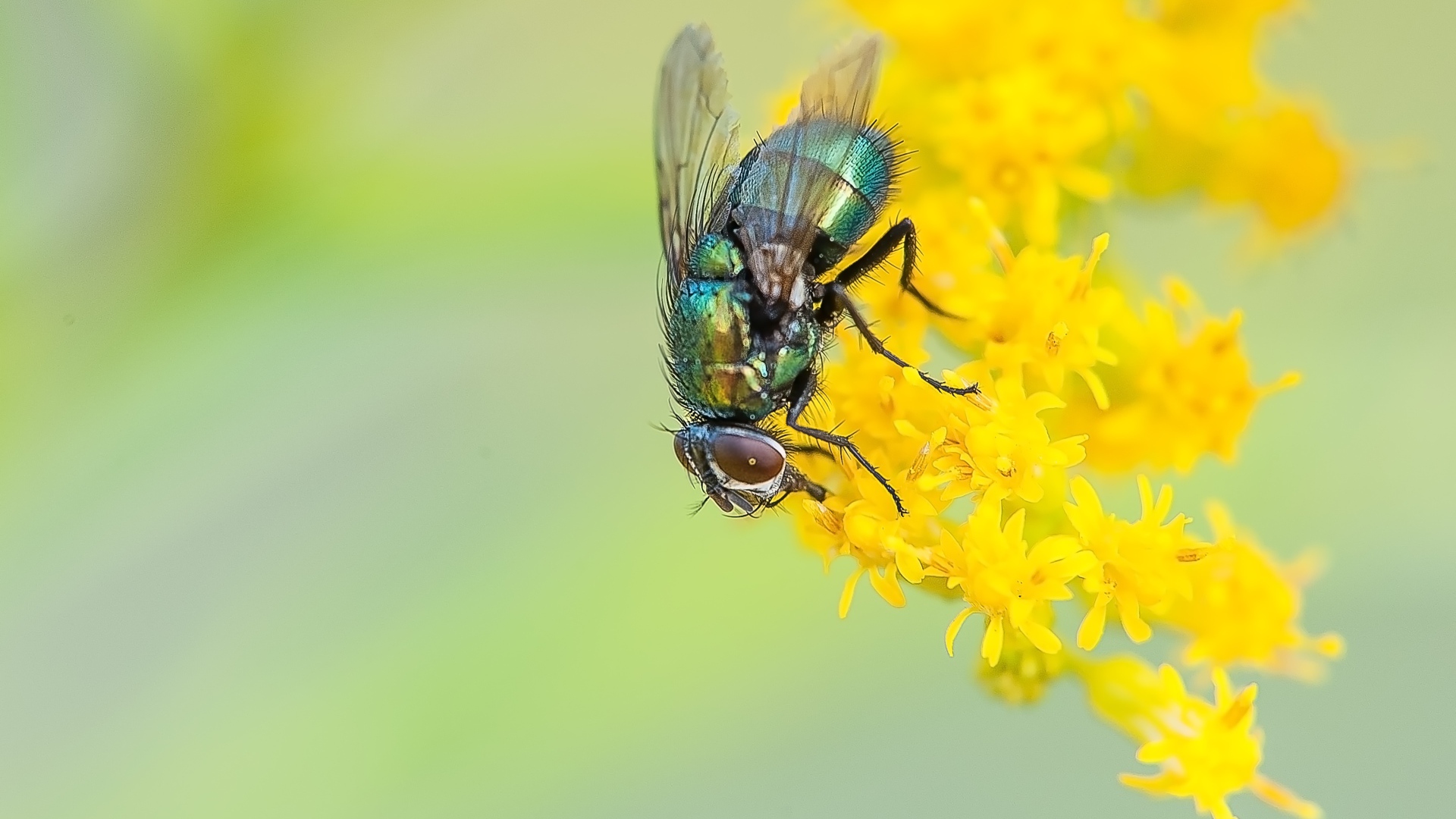 Зеленая муха сидит на желтом цветке