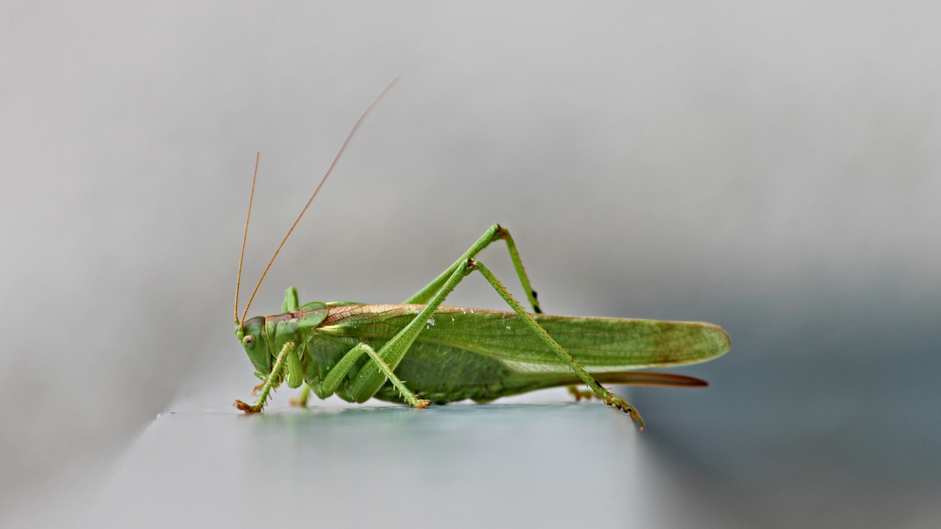 Зеленый кузнечик на сером фоне крупным планом 