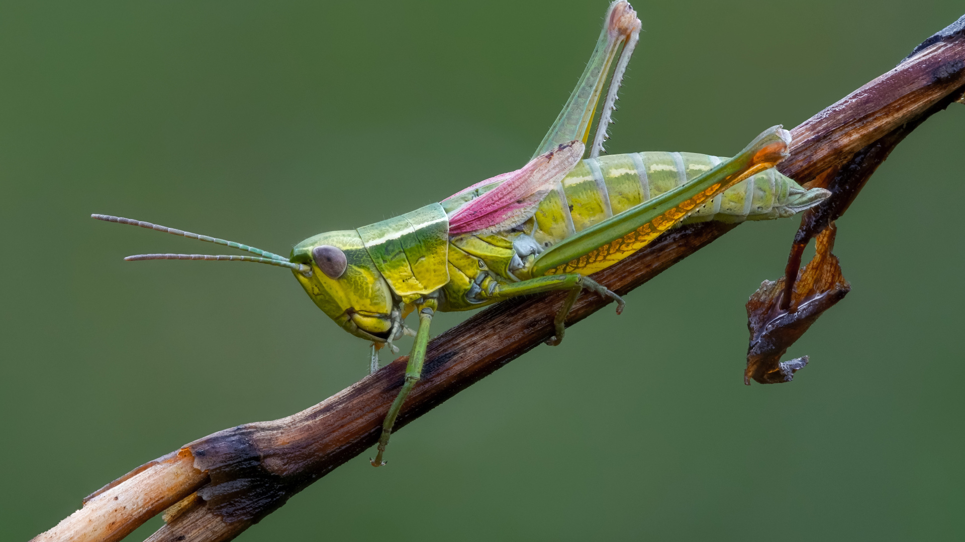 Зеленый кузнечик сидит на лозе винограда