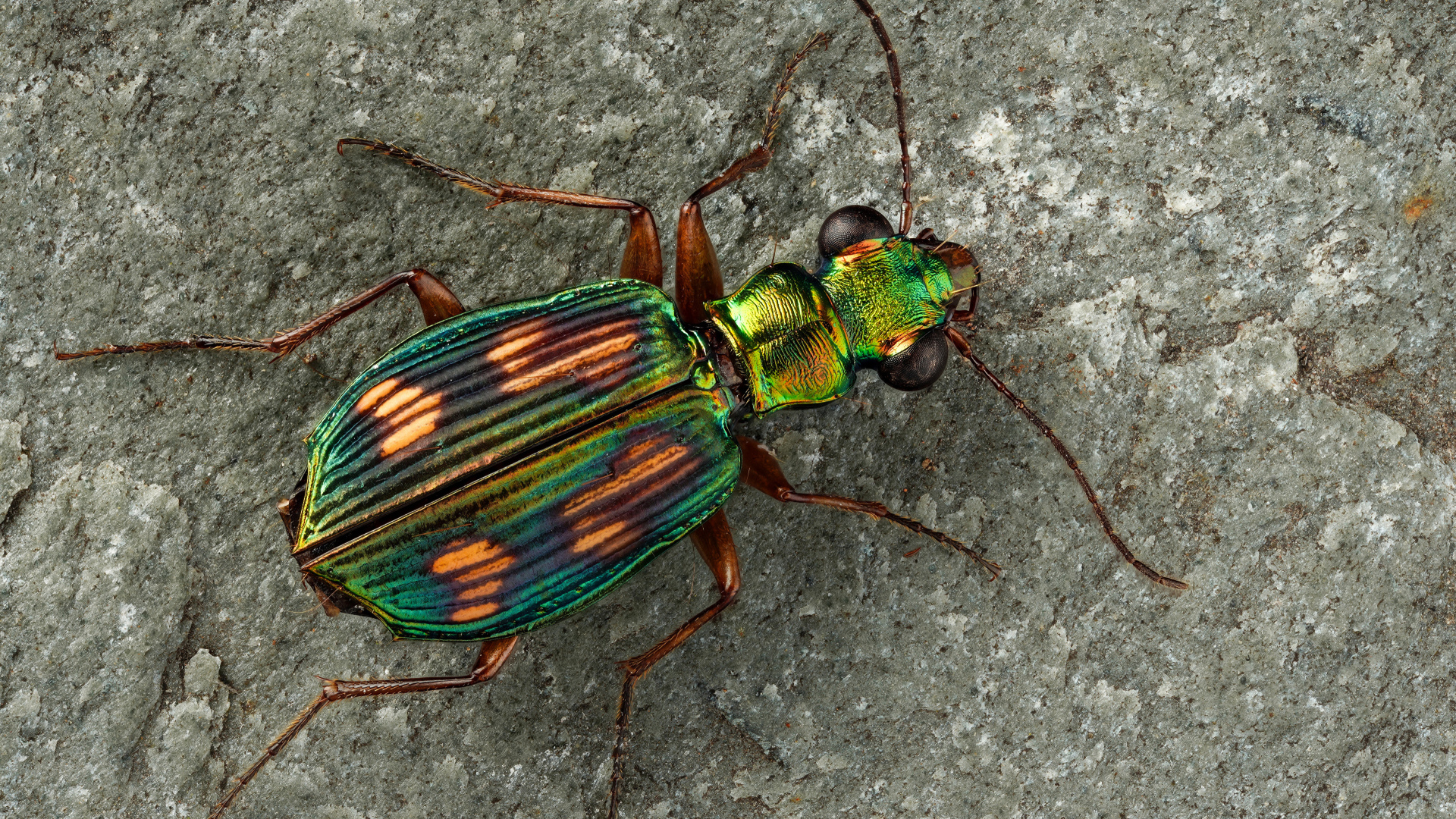 Большой бронзовый жук на серой стене 