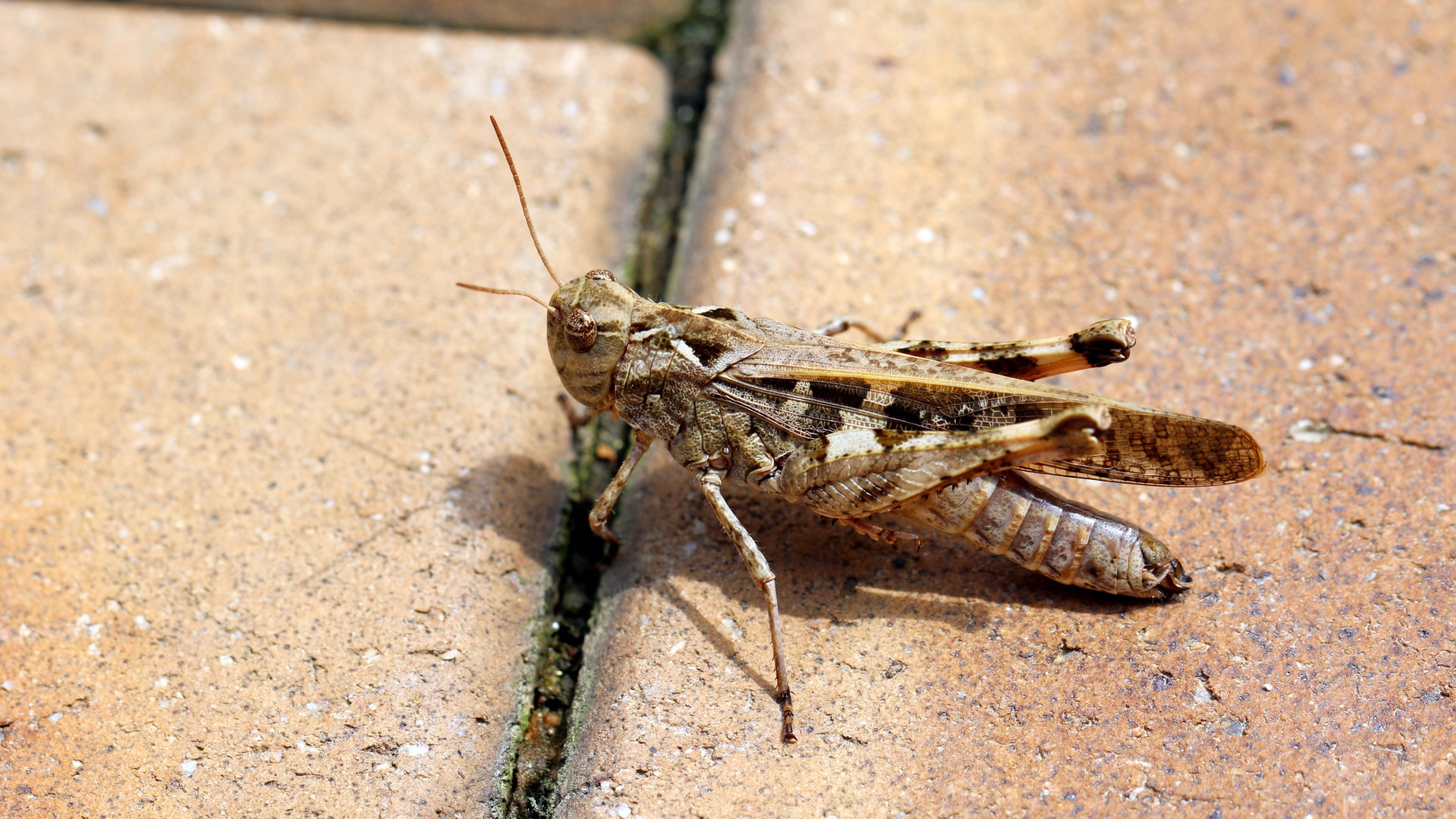Большой серый кузнечик на плитке