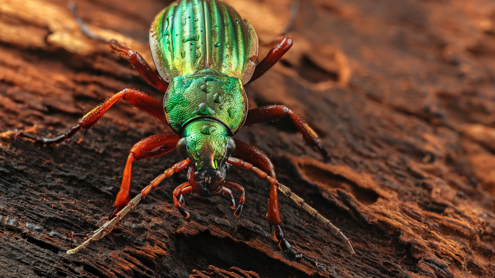 Большой зеленый жук Жужелица сидит на коряге