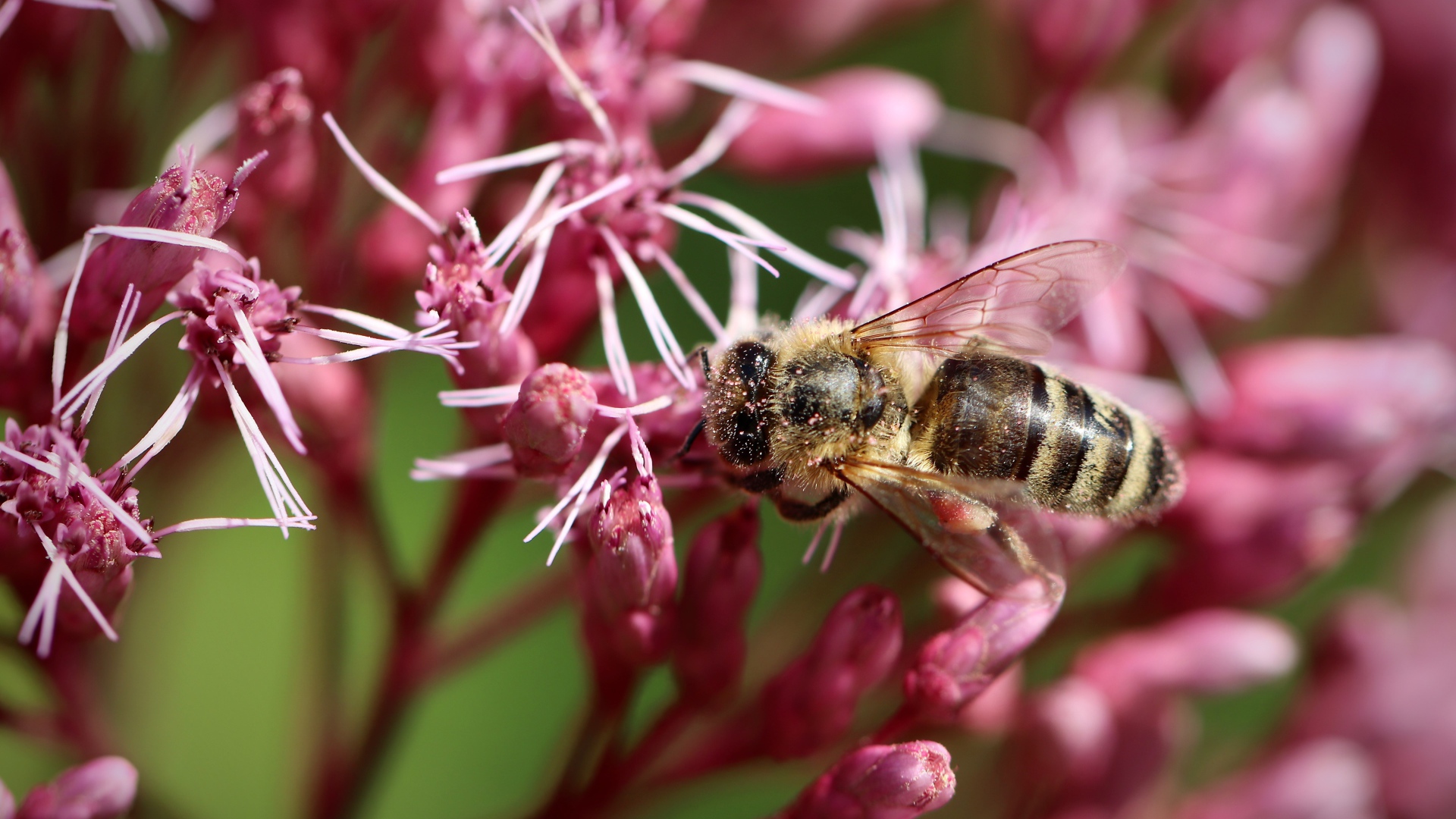 Маленькая пчела собирает нектар на розовом цветке