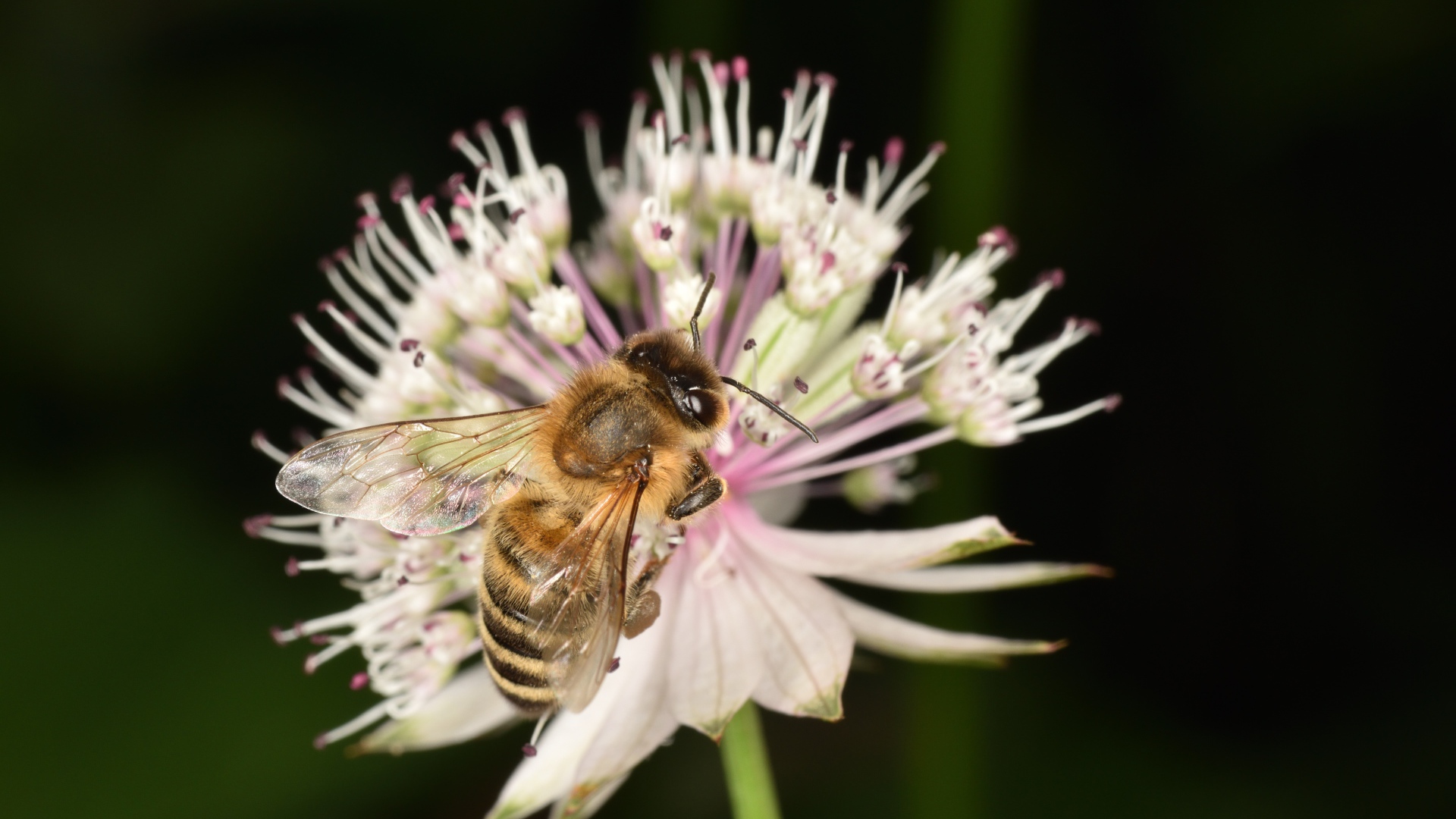 Маленькая пчела сидит на цветке