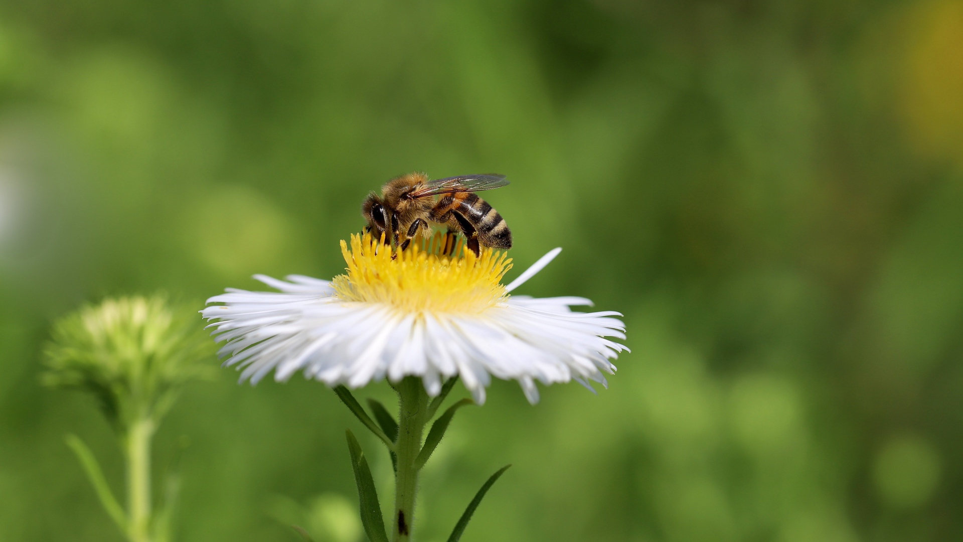 Маленькая пчела сидит на белом полевом цветке 