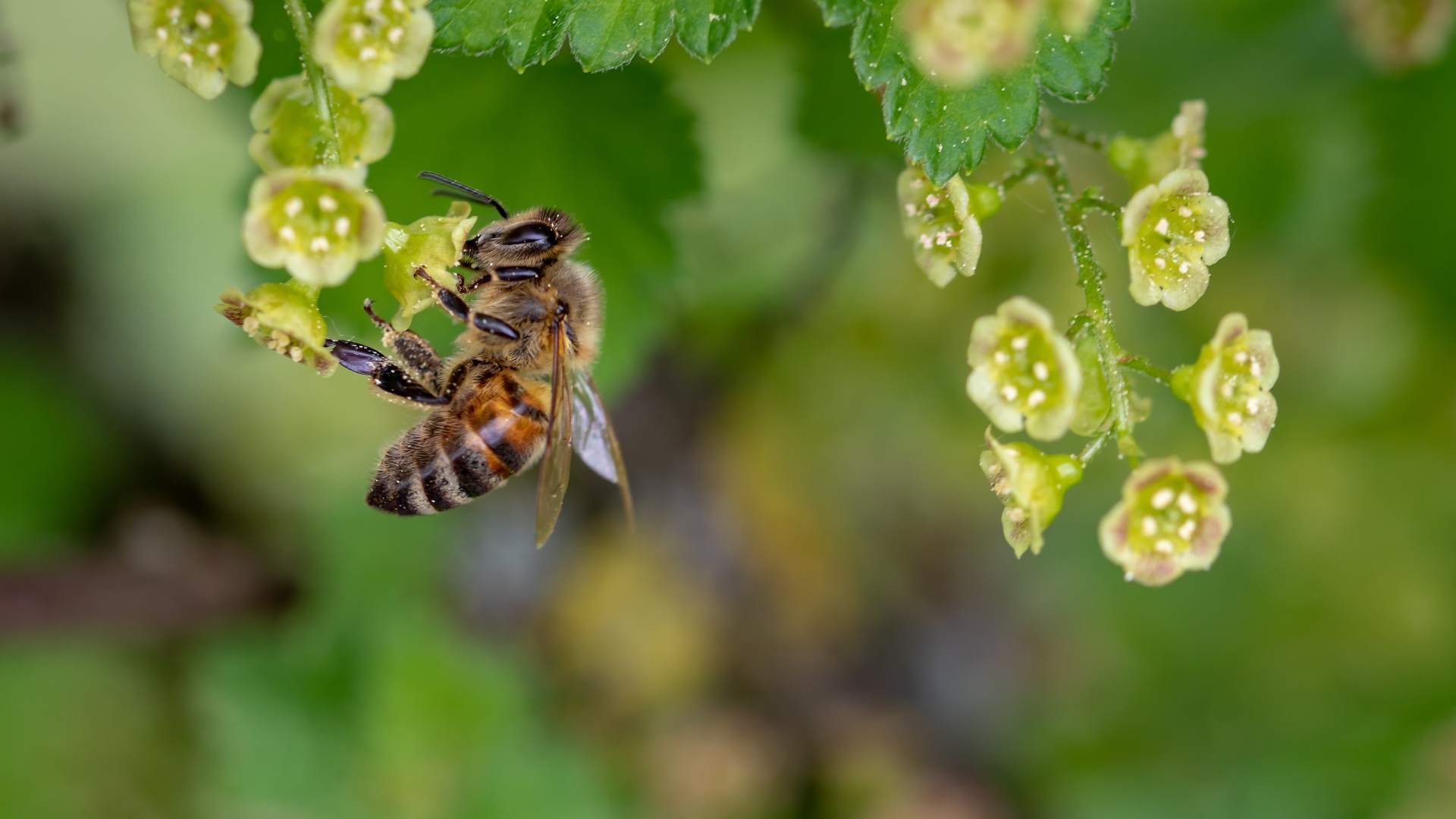 Little honey bee sitting on a flower
