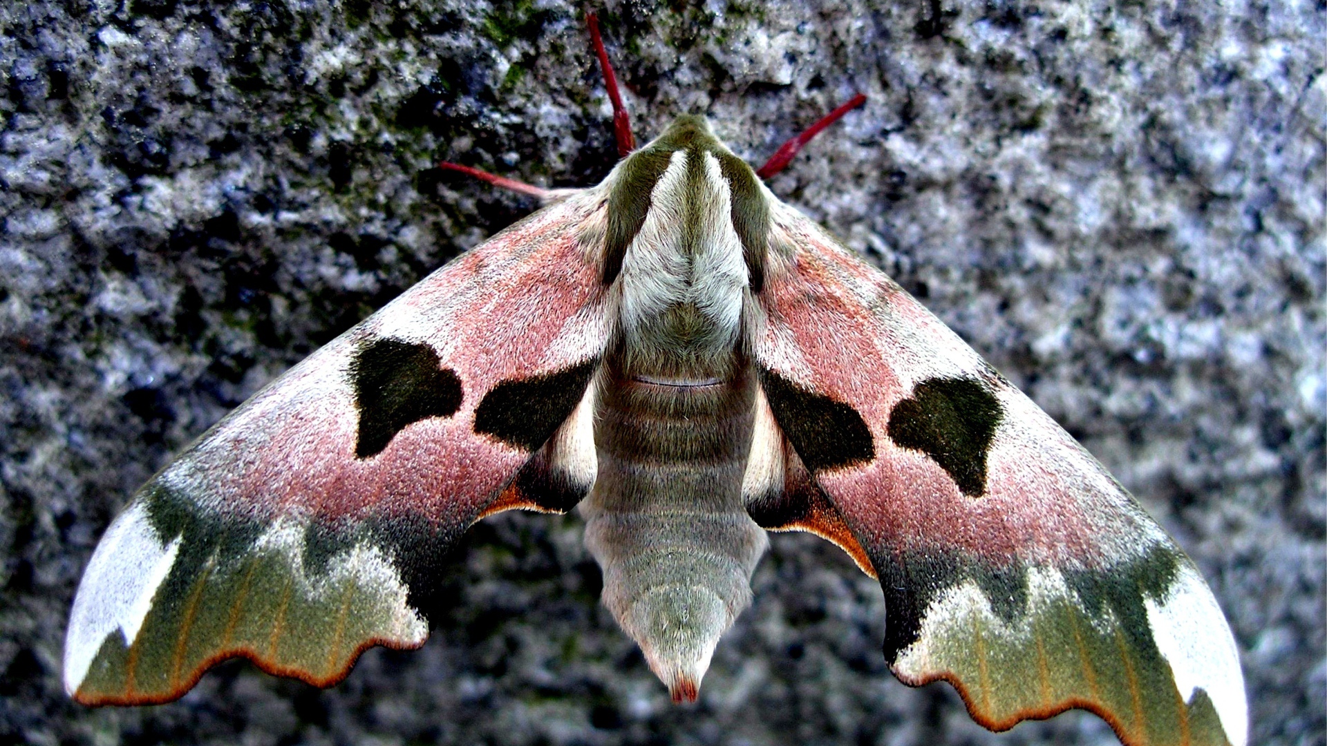Бабочка сова крупным планом на камне