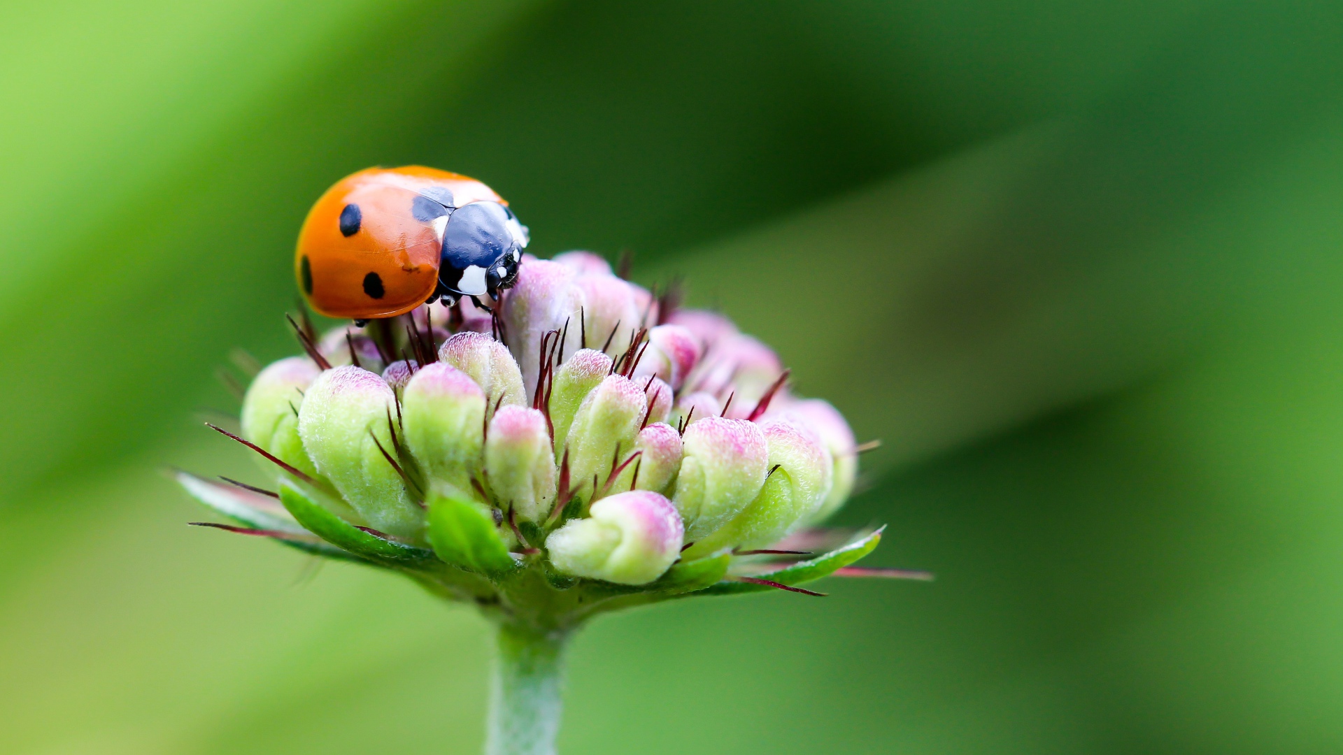 Красная божья коровка сидит на цветке на зеленом фоне