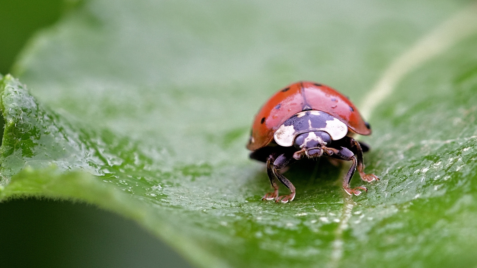 Красная божья коровка сидит на мокром листе 