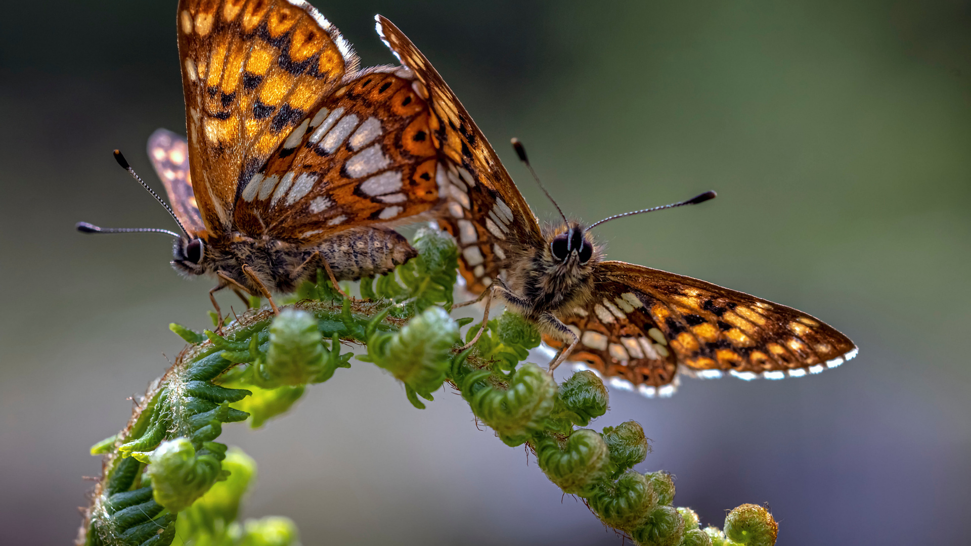 Две коричневые бабочки на зеленом листе папоротника 