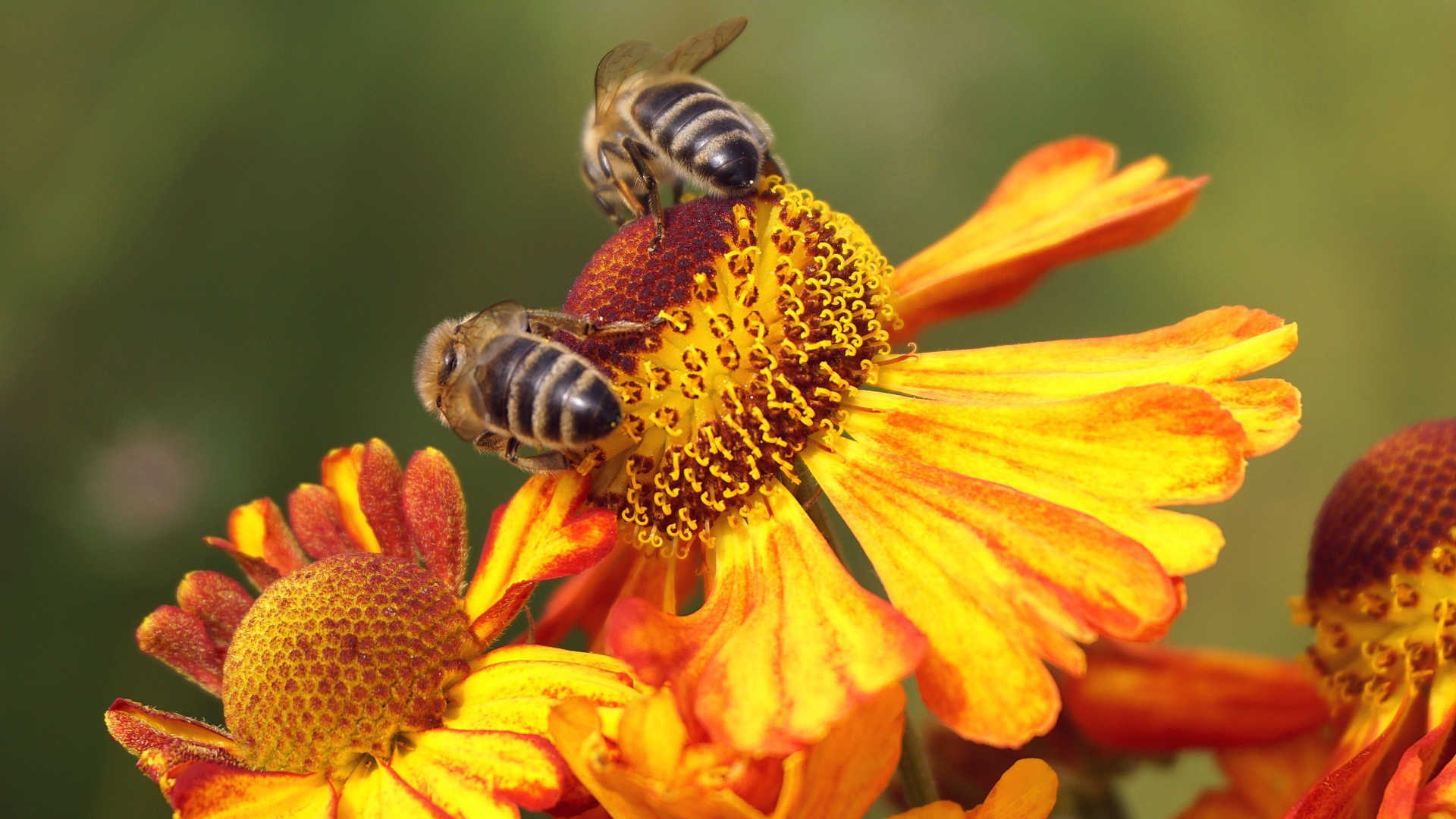Две медоносные пчелы сидят на цветке 