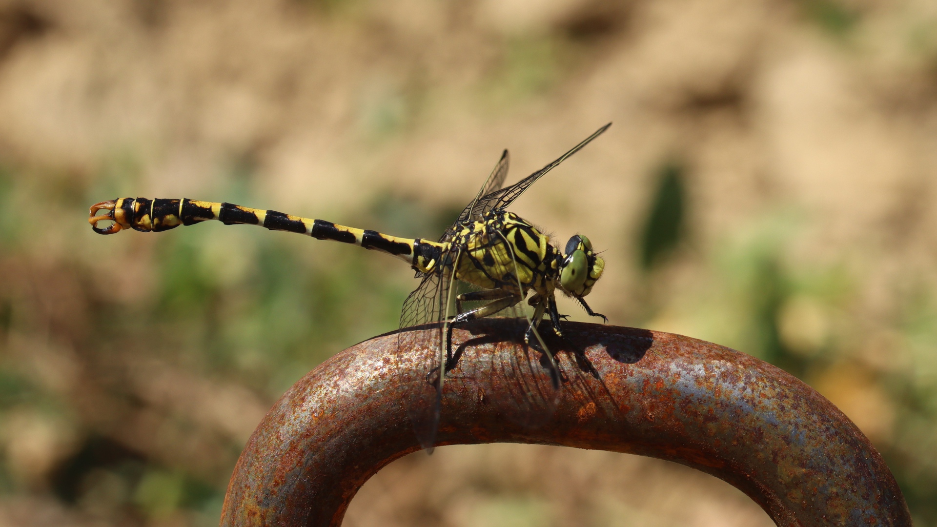 Желтая с черным стрекоза  на  железном поручне 