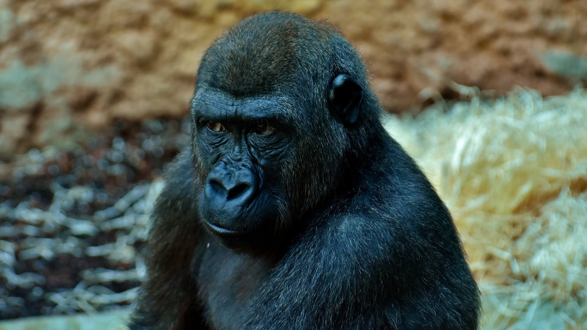 Большая задумчивая черная горилла в зоопарке 