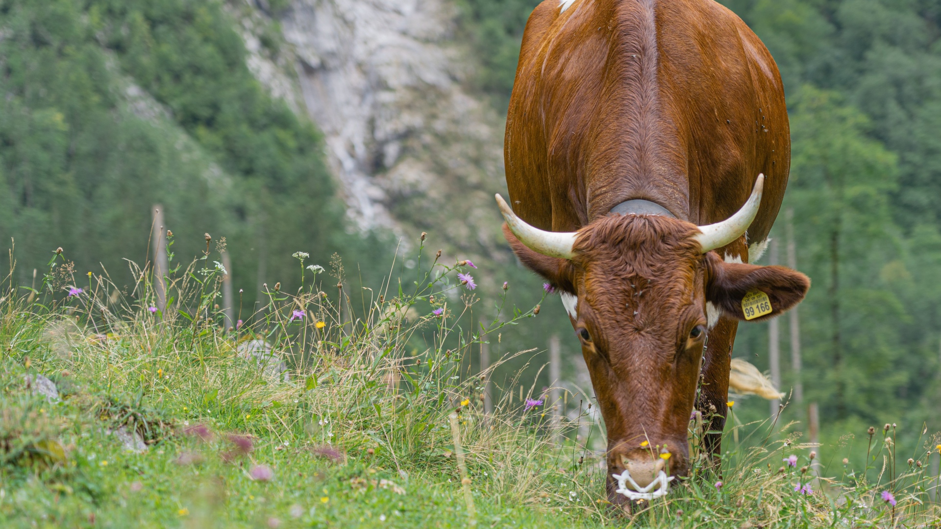 Большая коричневая корова пасется на траве 