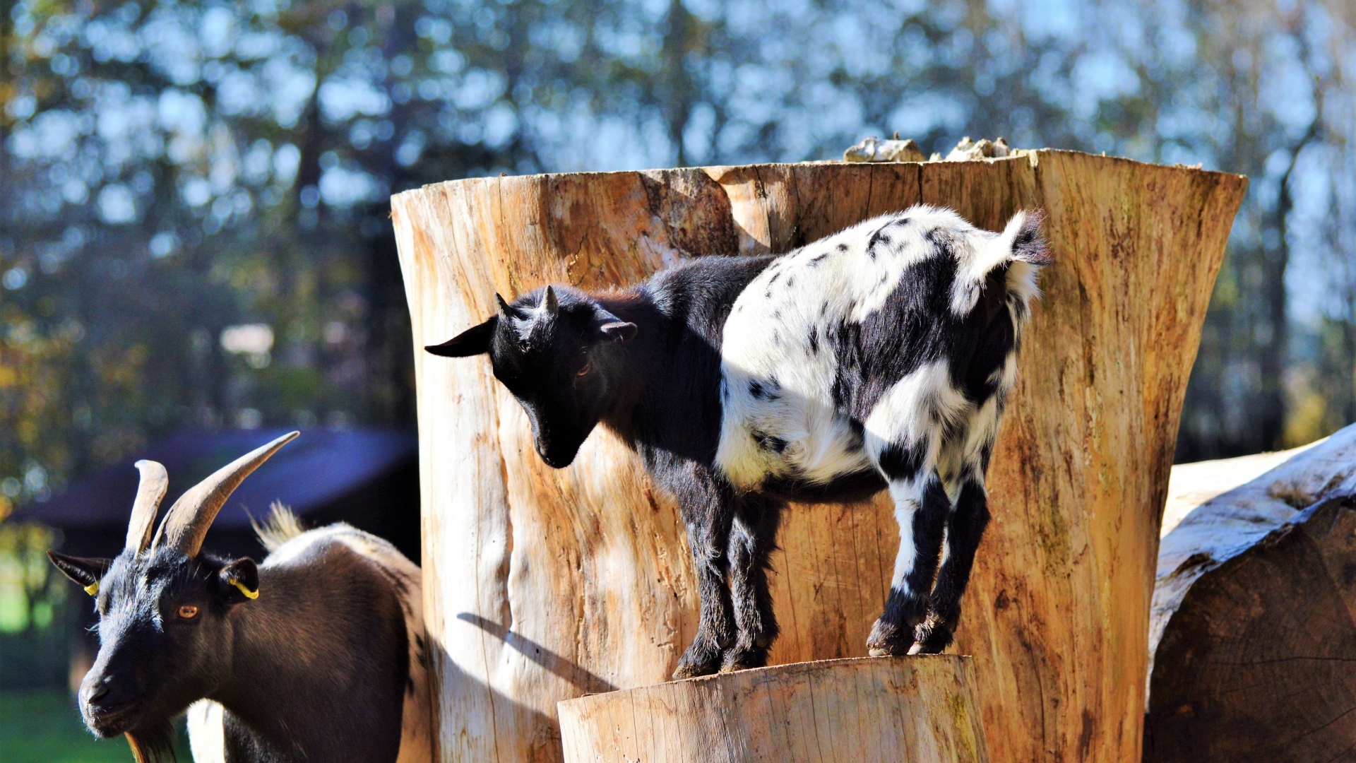 Коза с козленком у старого дерева