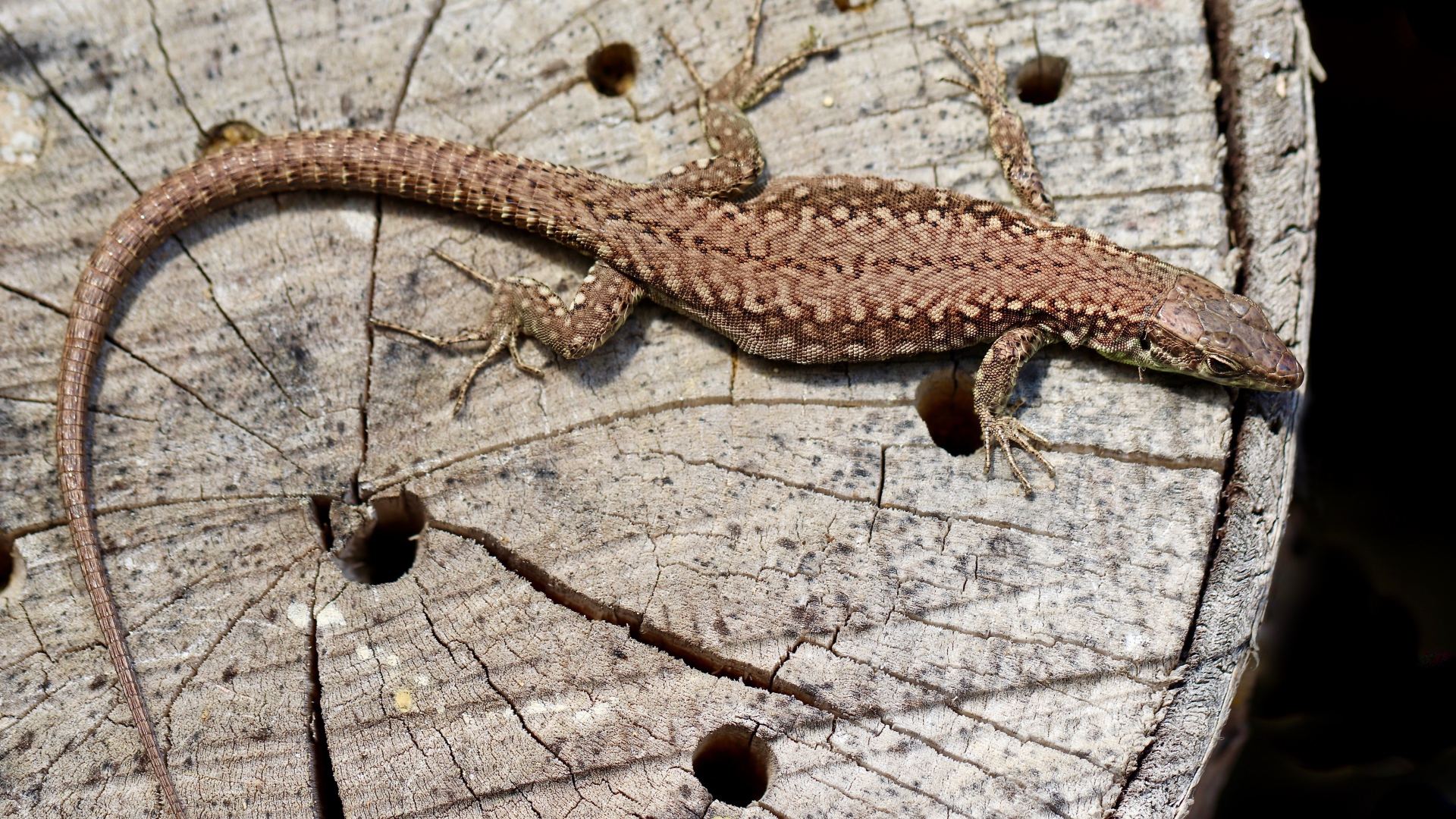 Beautiful lizard on an old tree stump