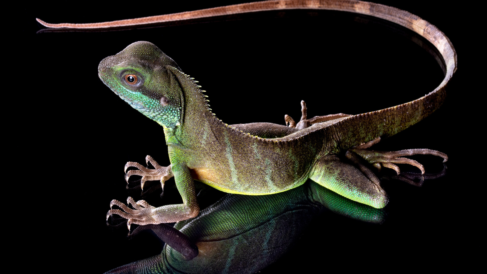 Красивая разноцветная ящерица на черном фоне 