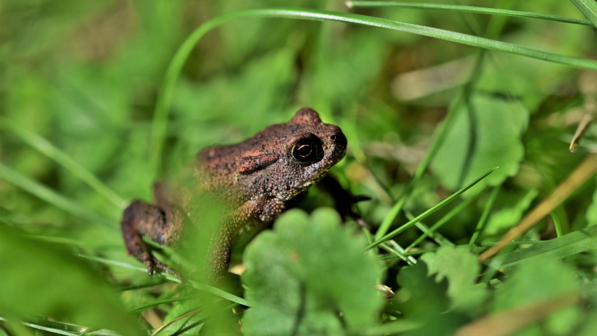 Большая лягушка сидит в зеленой траве