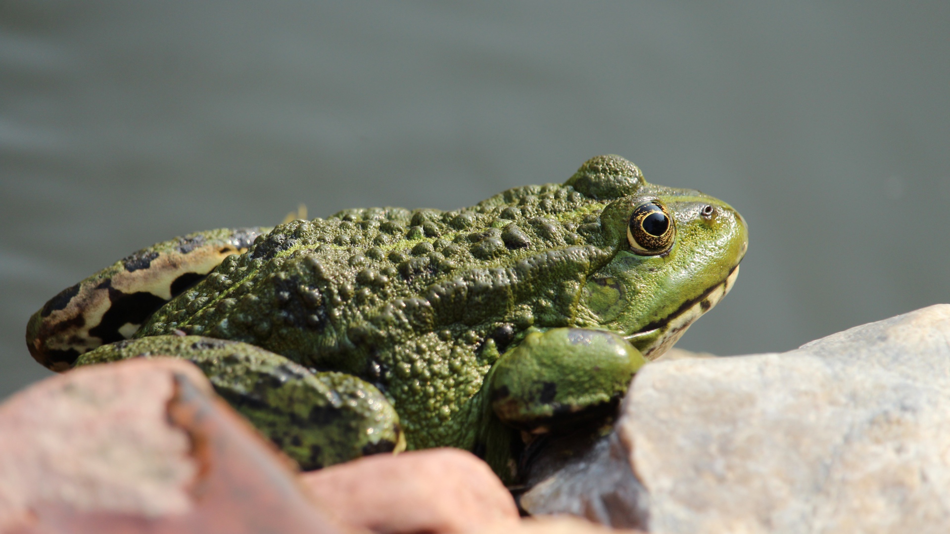 Большая зеленая жаба сидит на камне 
