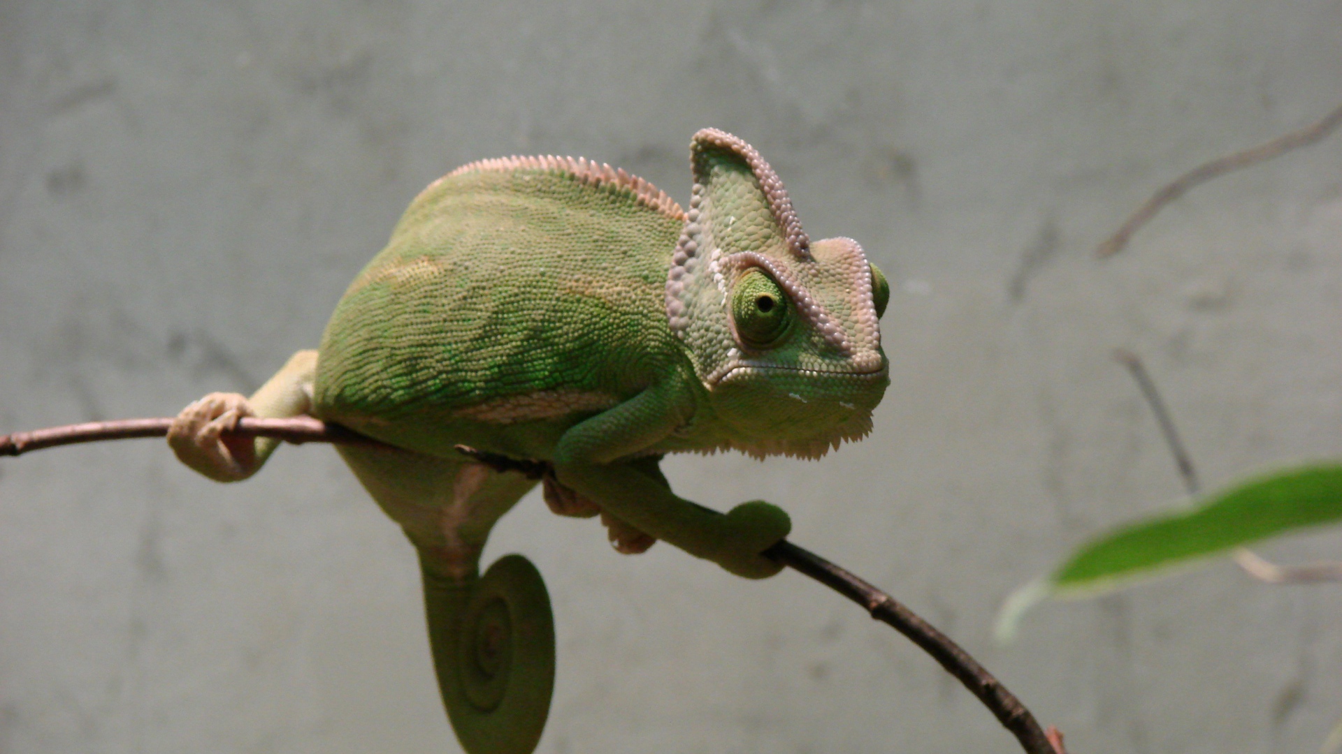 Зеленый хамелеон сидит на ветке на фоне серой стены