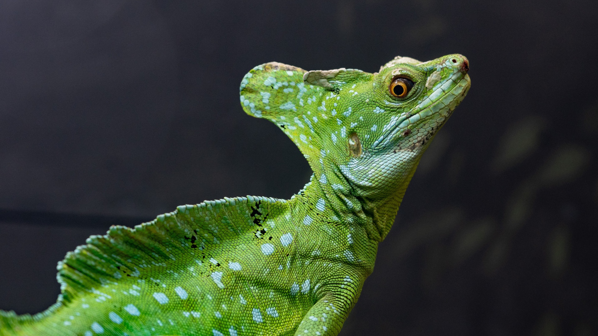 Большой зеленый василиск на сером фоне