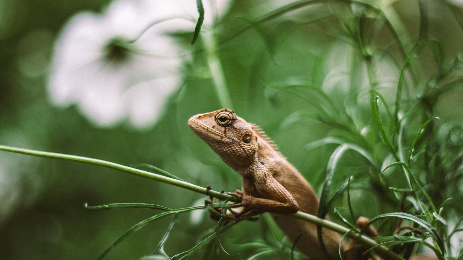 Маленькая ящерица сидит в зеленой траве