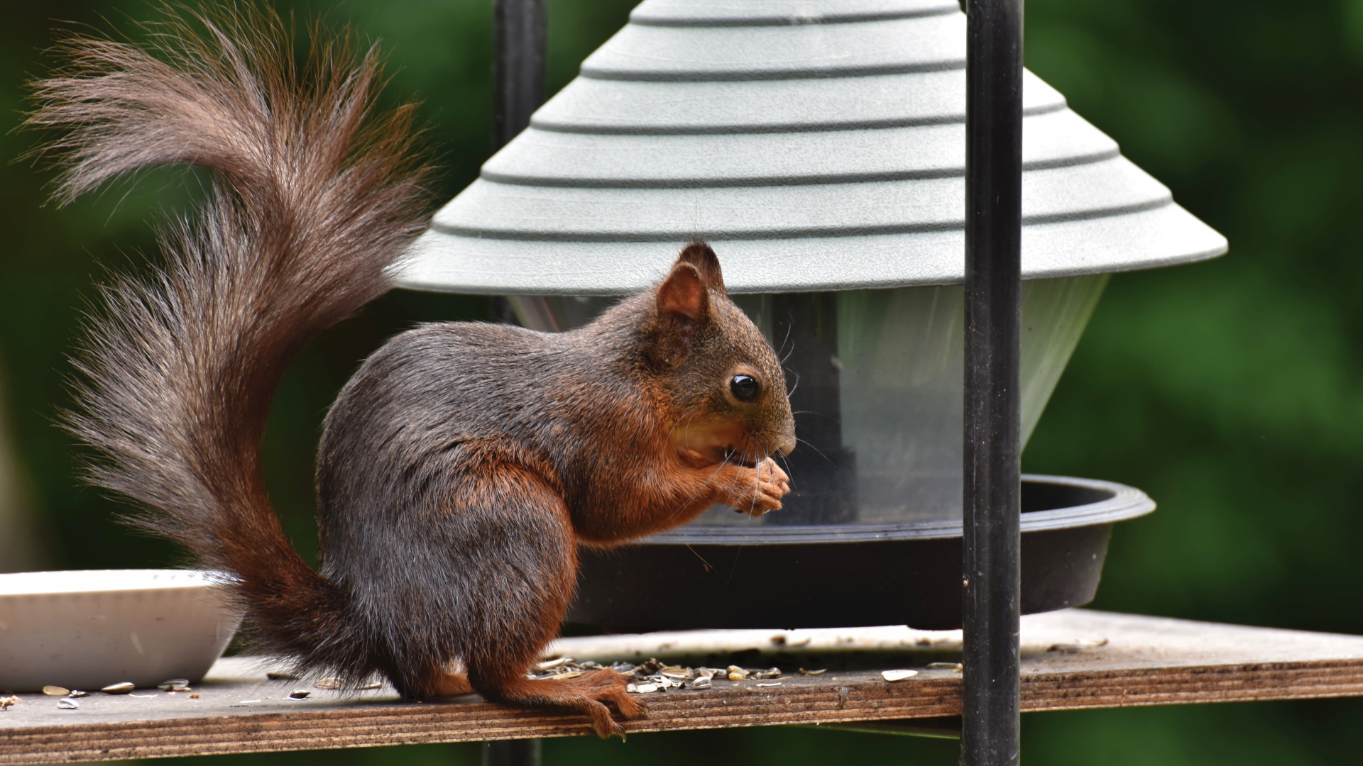 Большая рыжая белка грызет корм в кормушке 