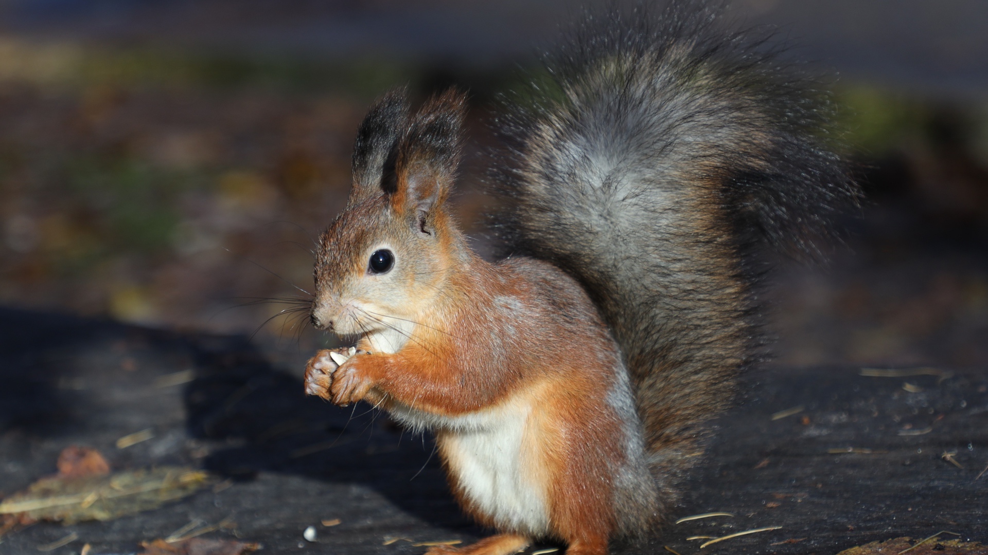 Маленькая рыжая белка грызет орех