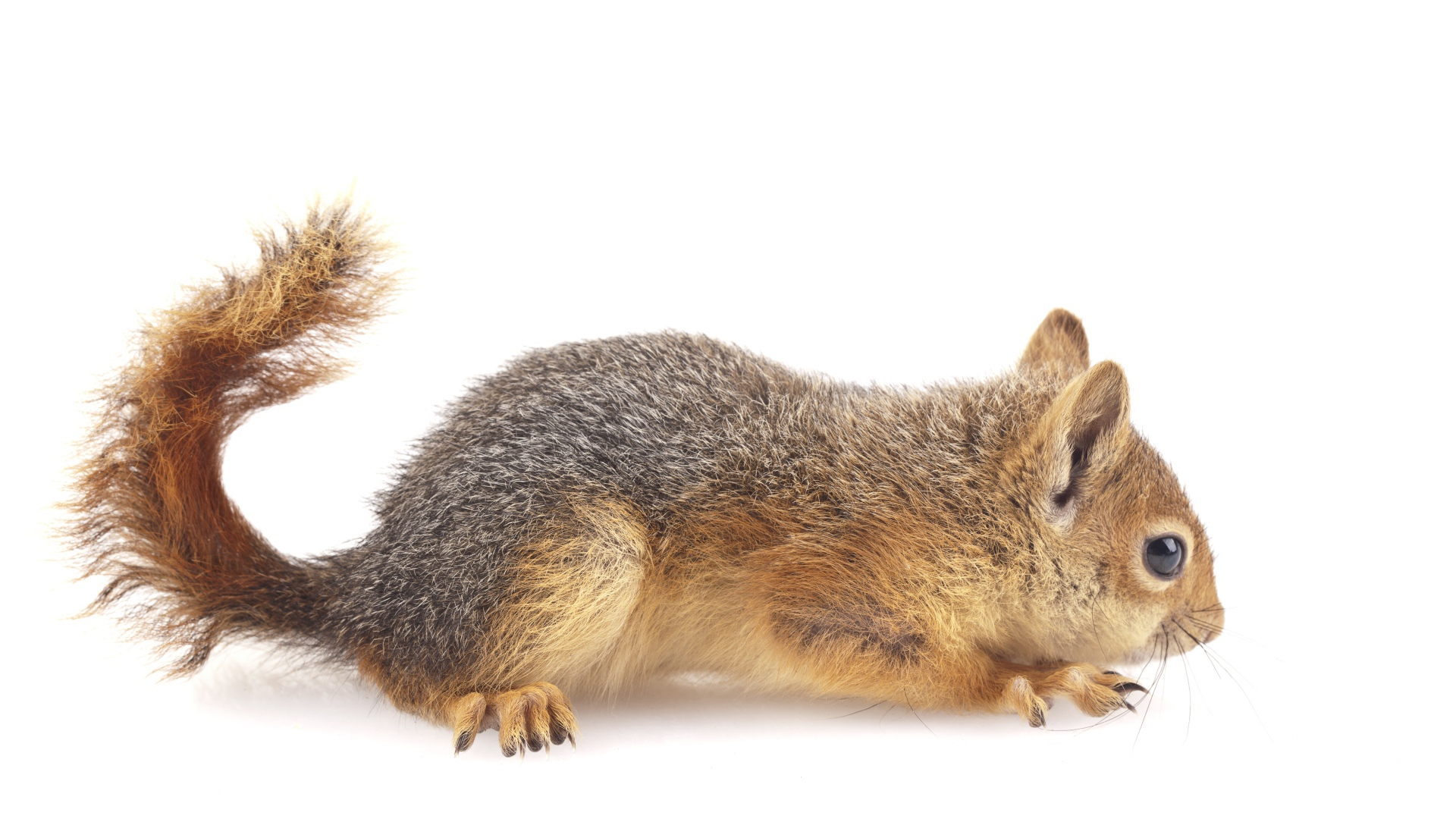 Маленькая рыжая белка на белом фоне 