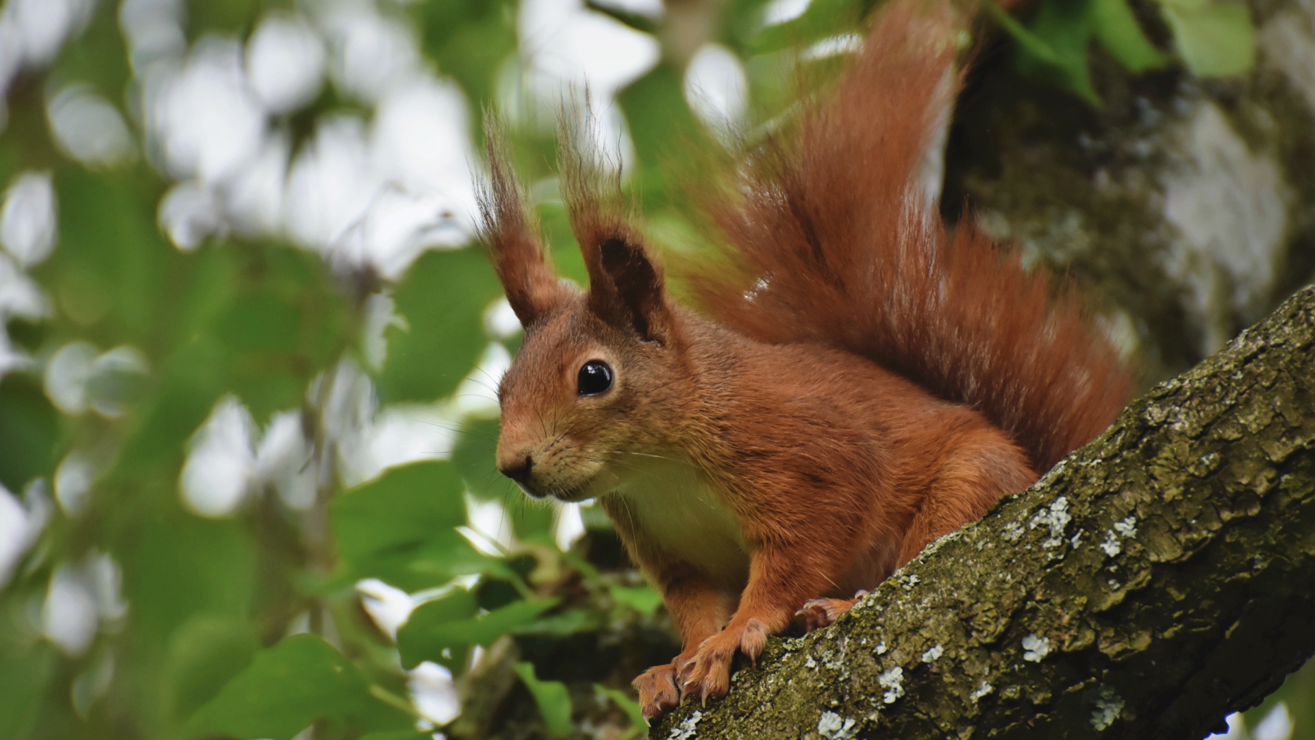 Red squirrel sits on a tree branch with green leaves