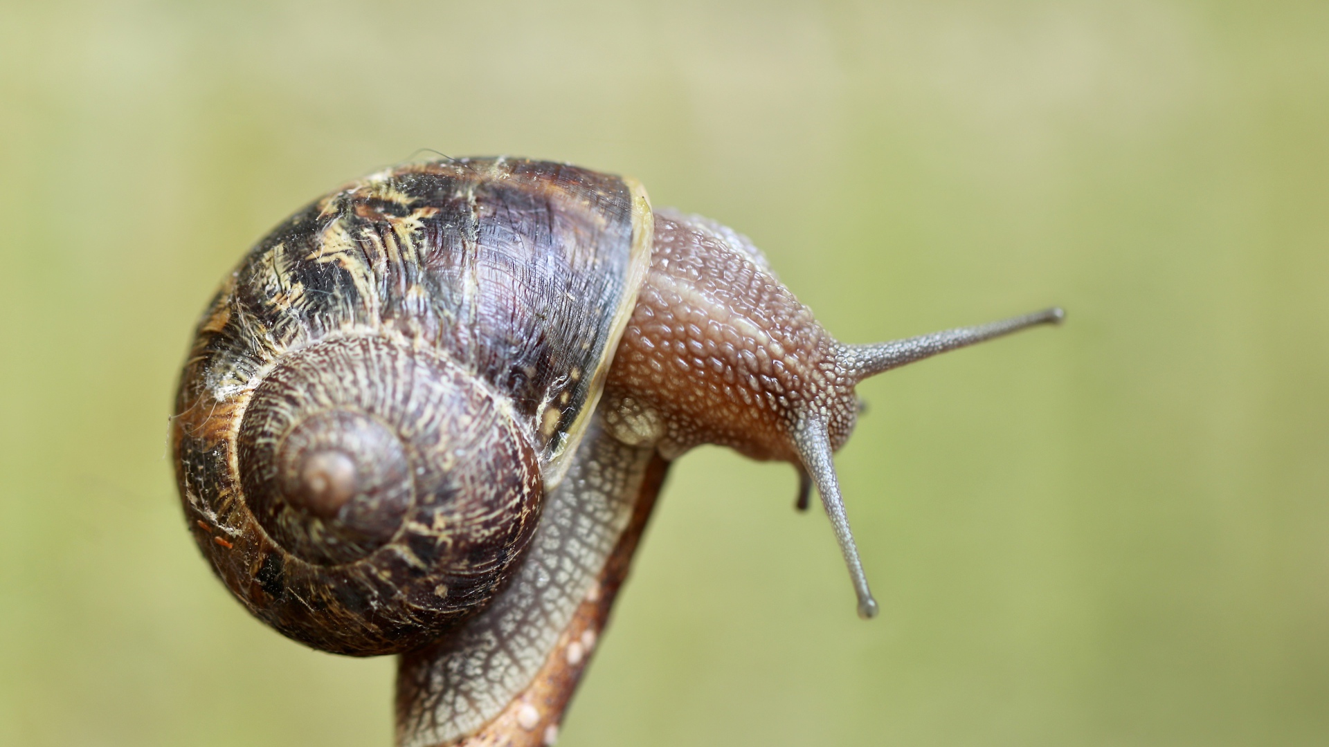 Большая улитка в ракушке сидит на ветке